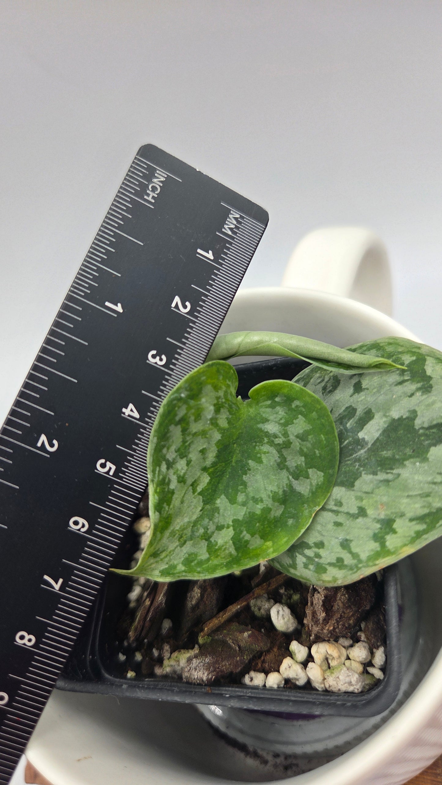 Scindapsus Geulis (SCI-1216)