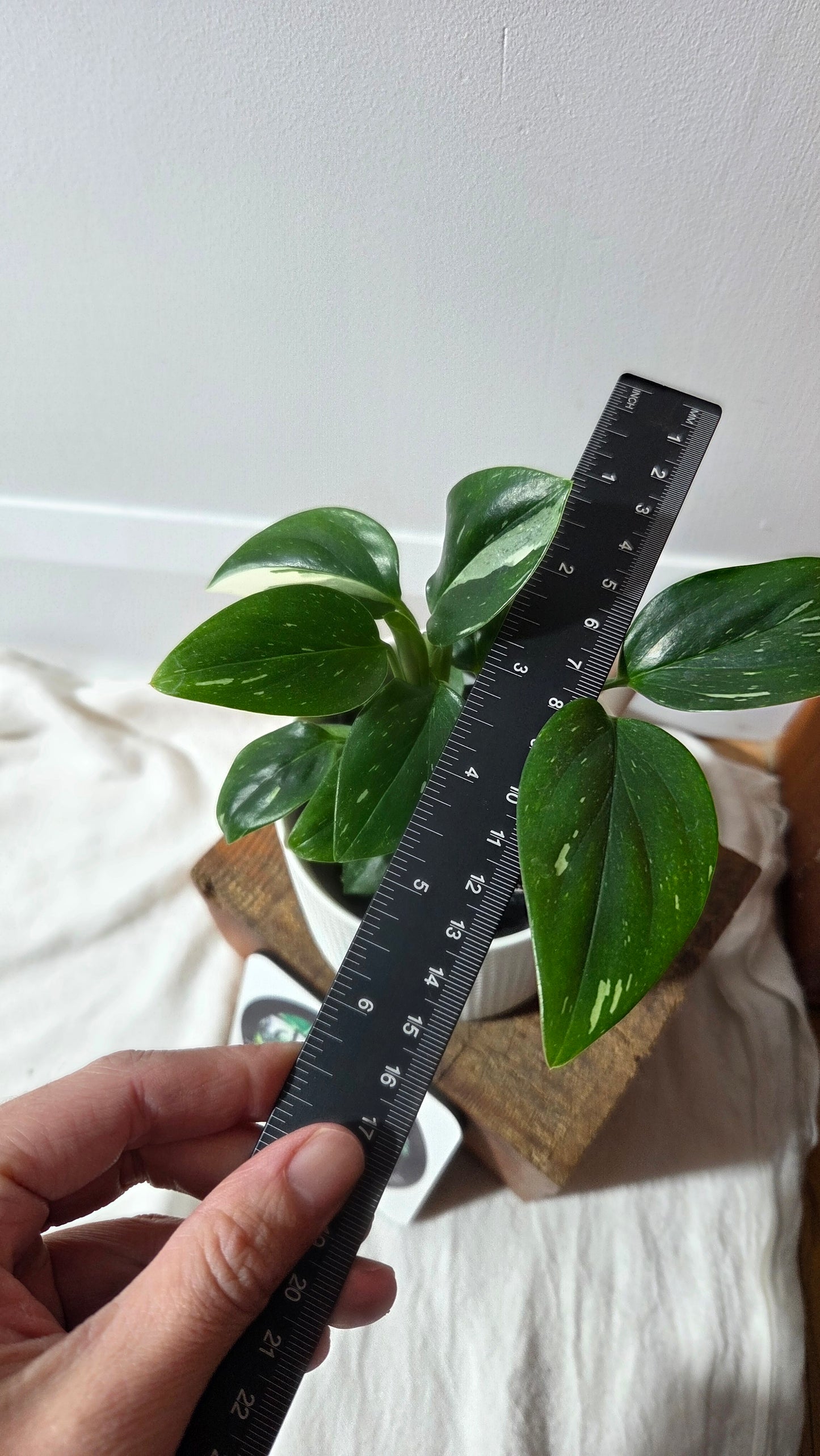 Monstera Standleyana Albo (MON-487)