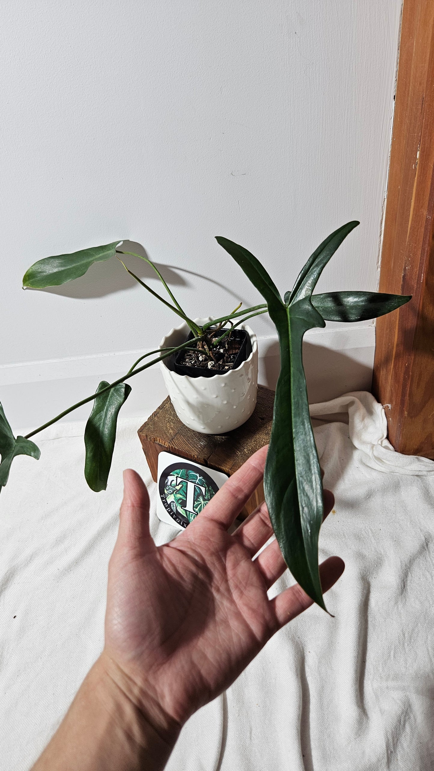 Philodendron Longilobatum (PHI-400)