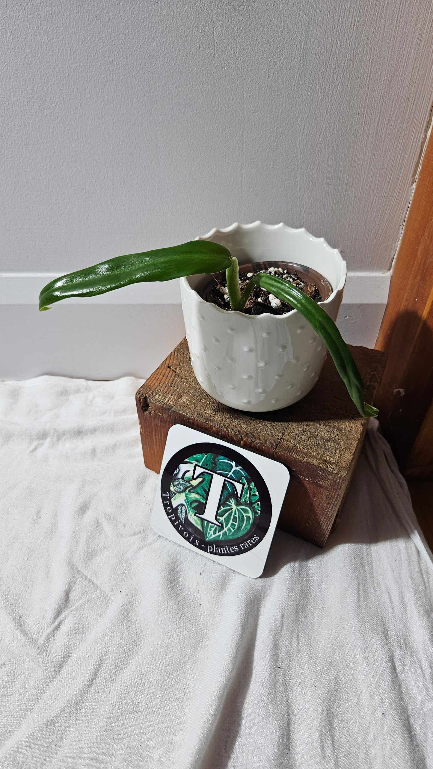 Philodendron Élégant (d'équateur)(PHI-891)