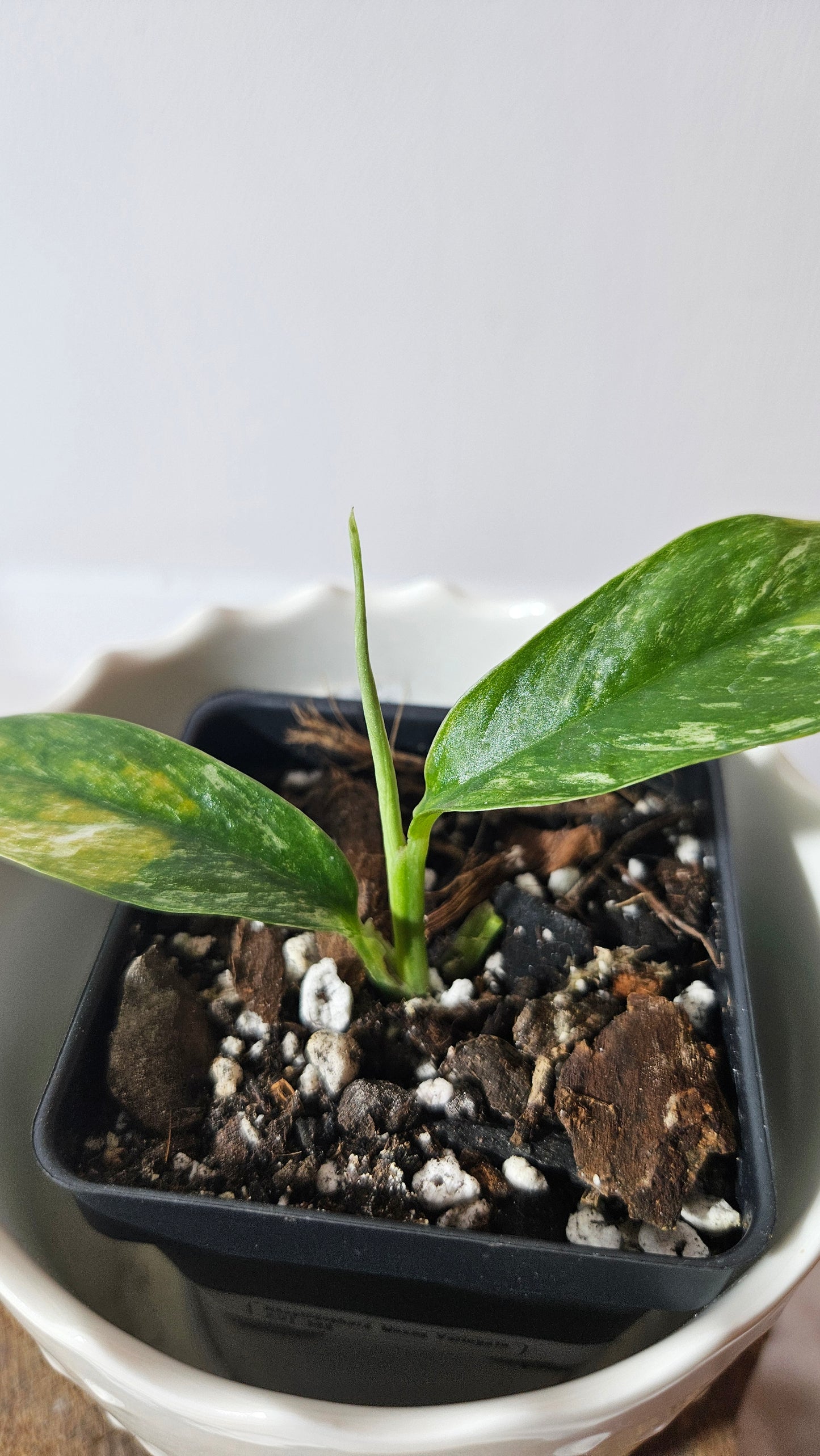 Rhaphidophora Masuwa Variegata (AUT-068)