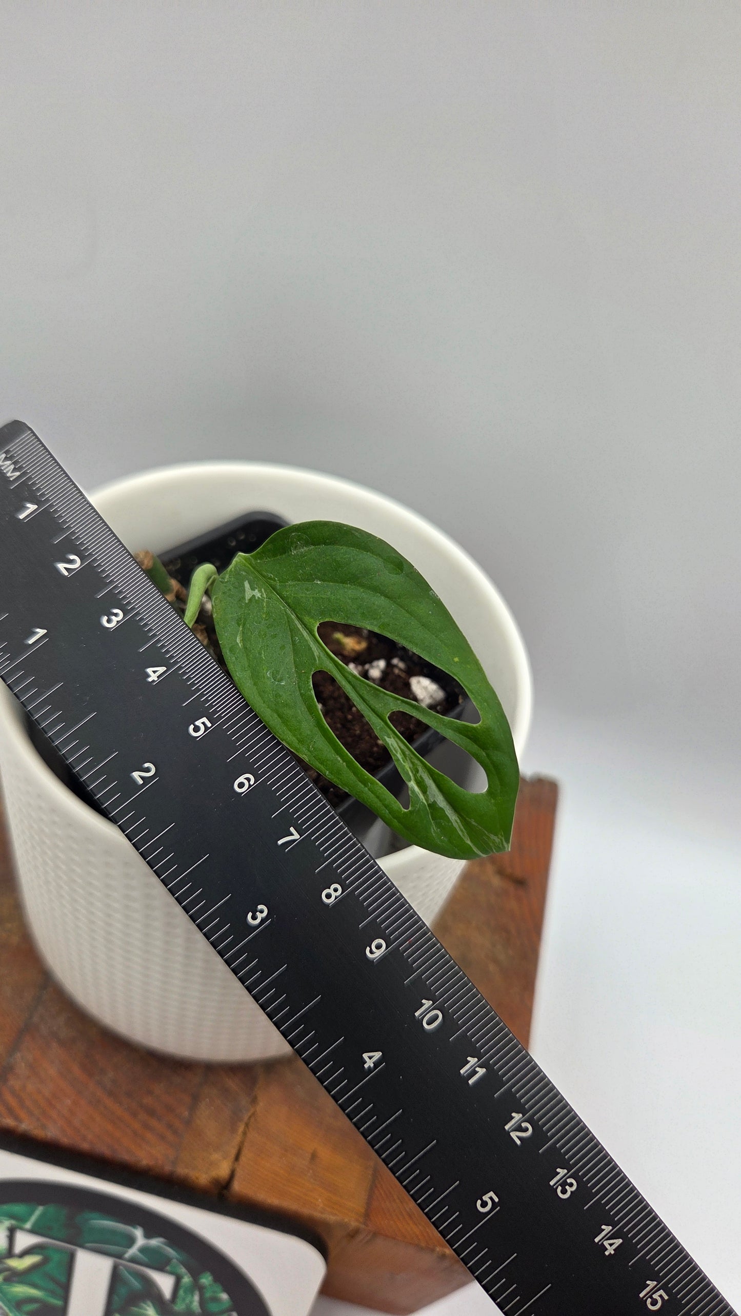 Monstera Andasonii Mint/Indo (MON-537)