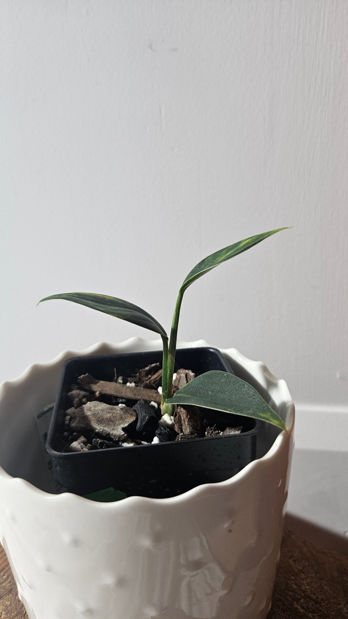 Scindapsus Coriaceus Aurea (SCI-940)