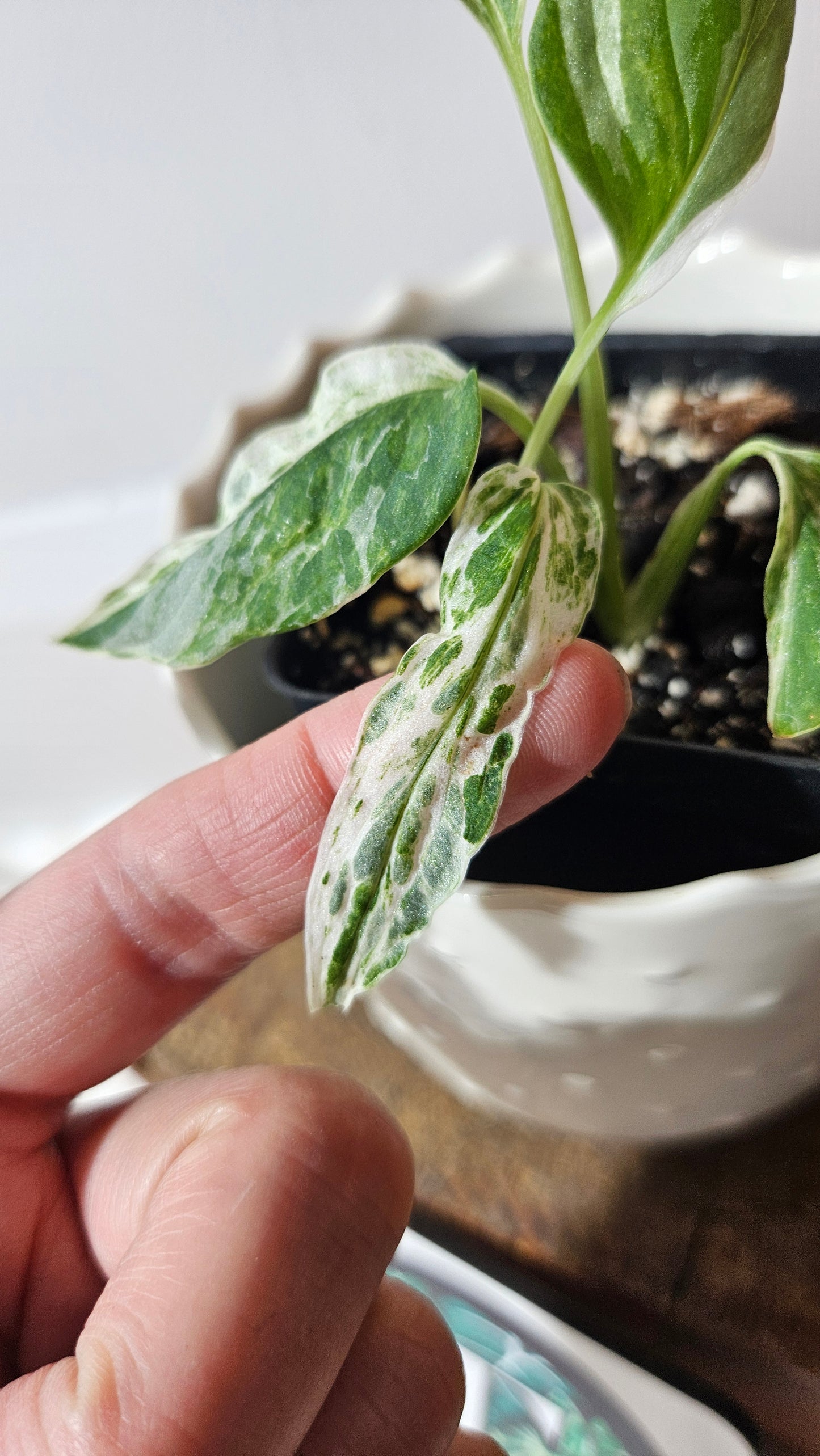 Monstera Andasonii Mint/Indo (MON-409)