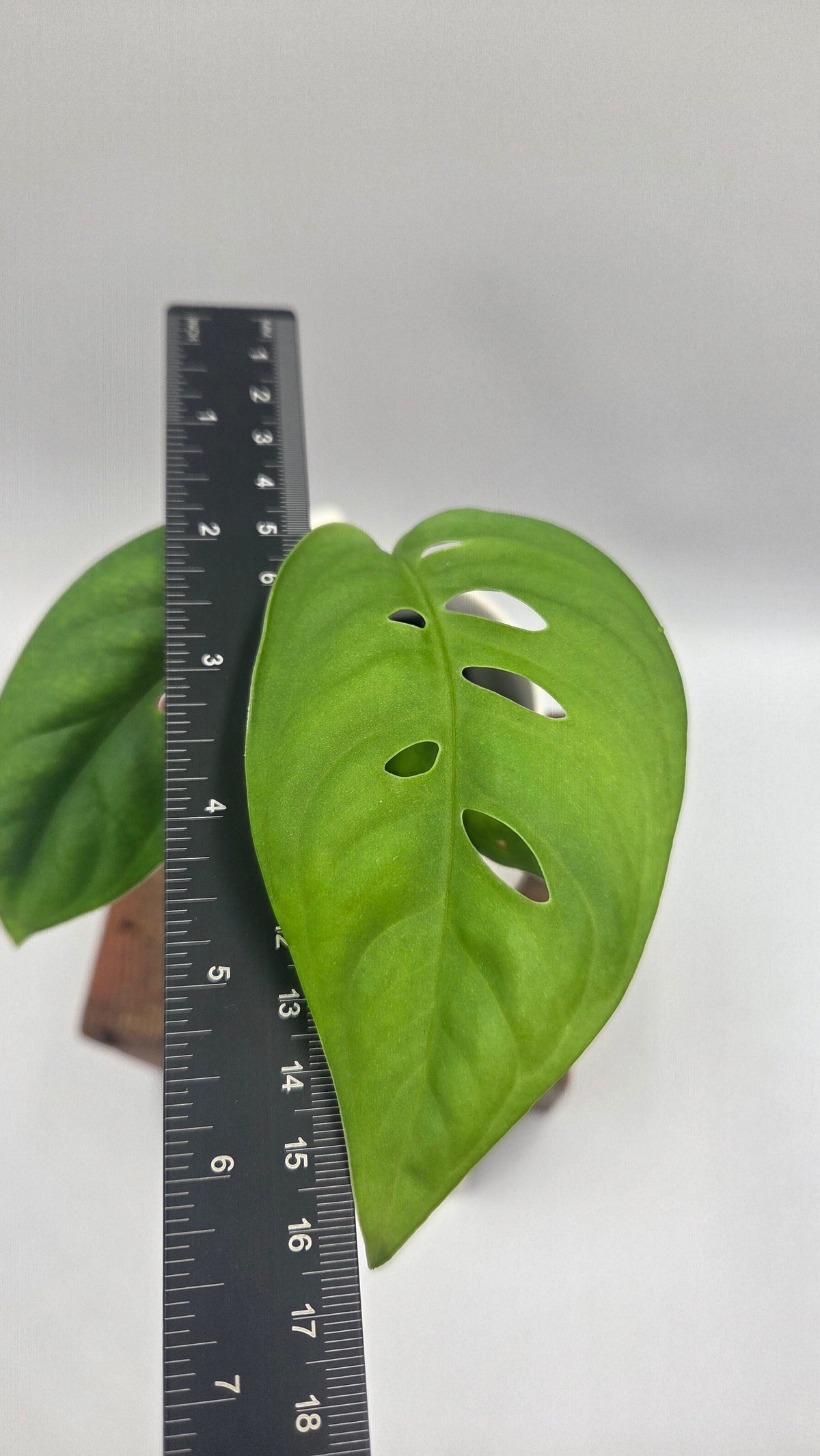 Monstera Esqueletto (MON-545)