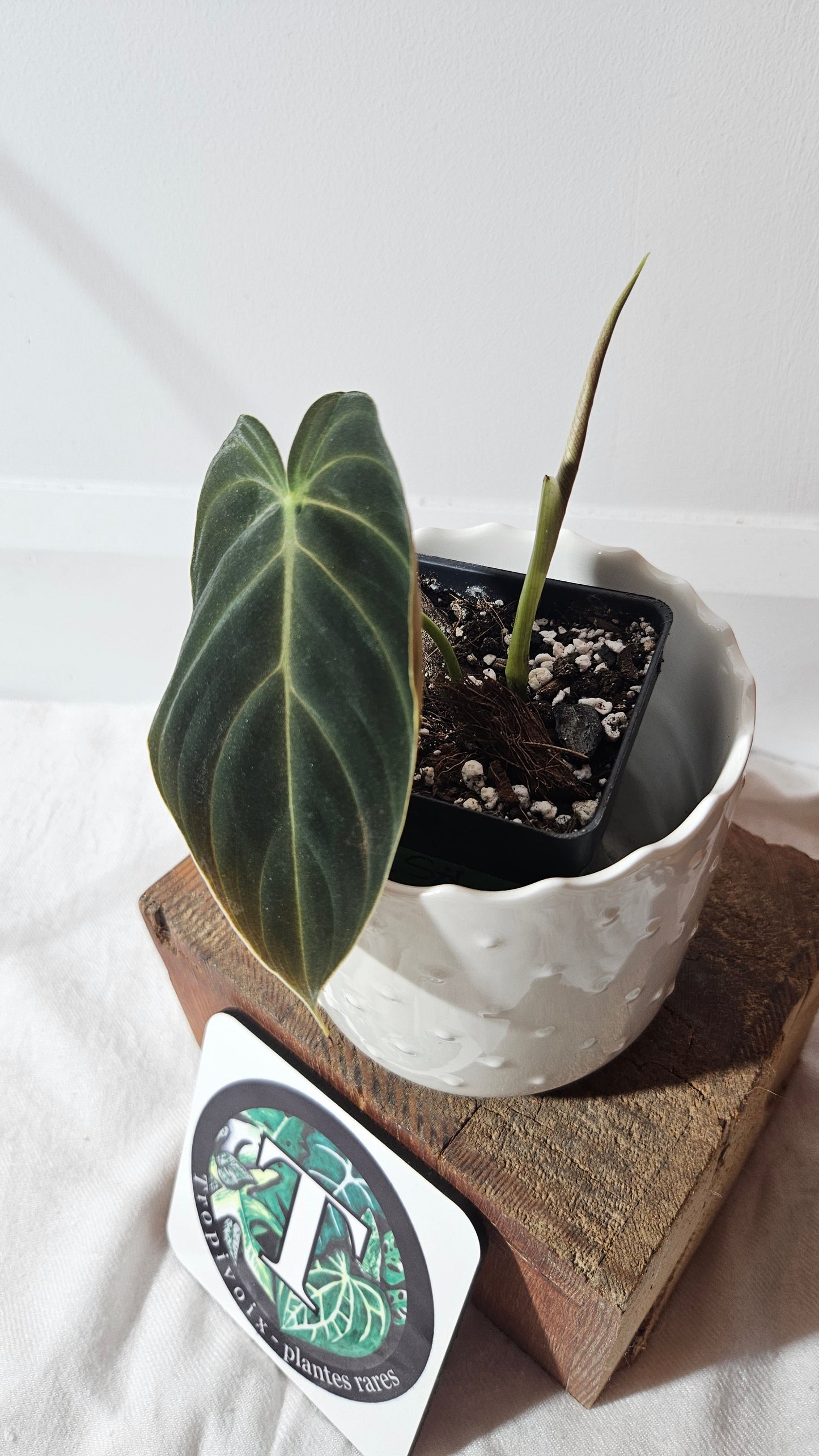 Philodendron Splendide (PHI-798)