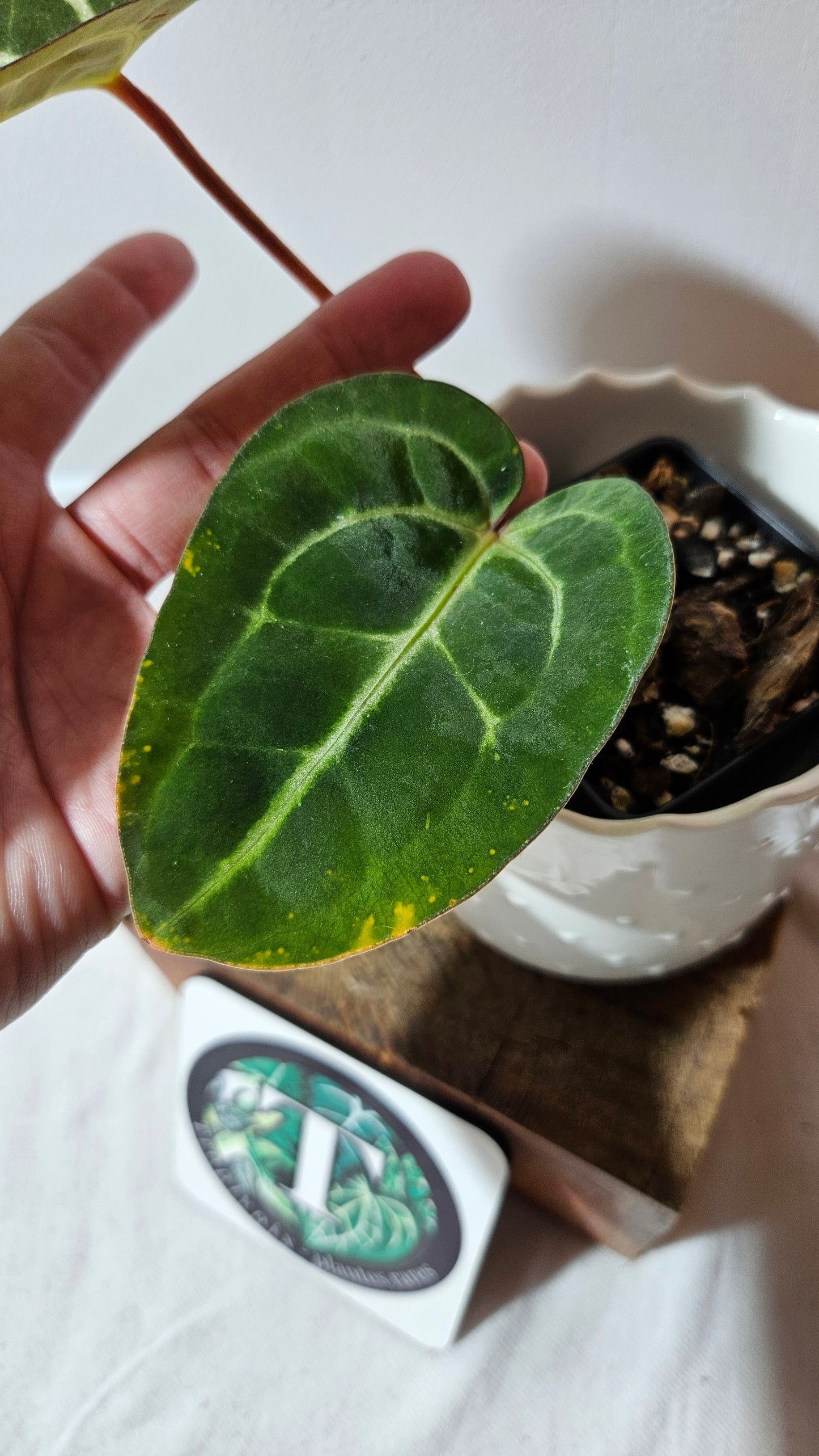 Anthurium Carlablackiae (d'équateur) "format MOYEN" (ANT-406)