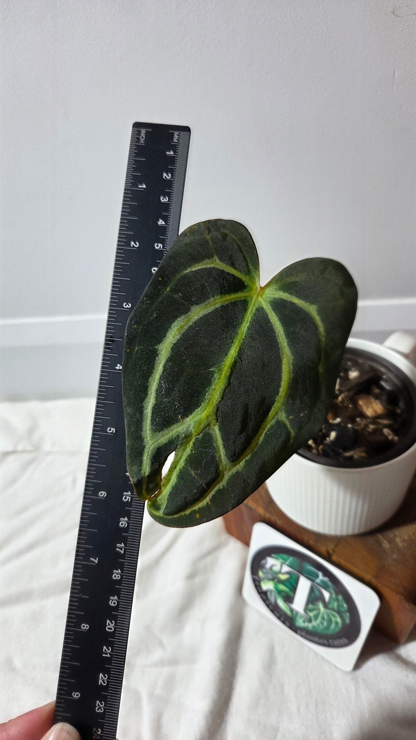 Anthurium Carlablackiae (d'équateur) "format MOYEN" (ANT-392)