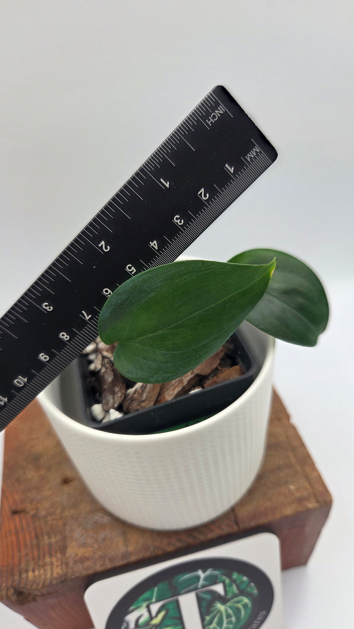 Scindapsus Hederaceus Blue (SCI-1513)