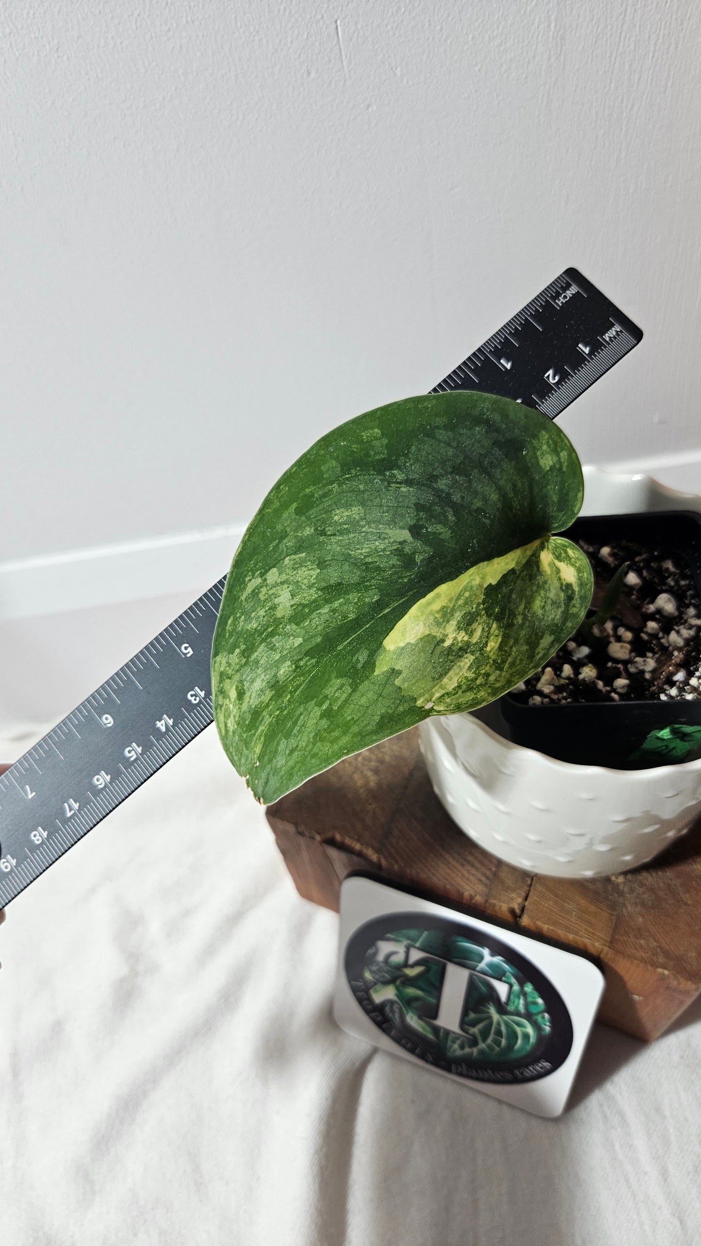 Scindapsus Swarnabhumi (SCI-791)