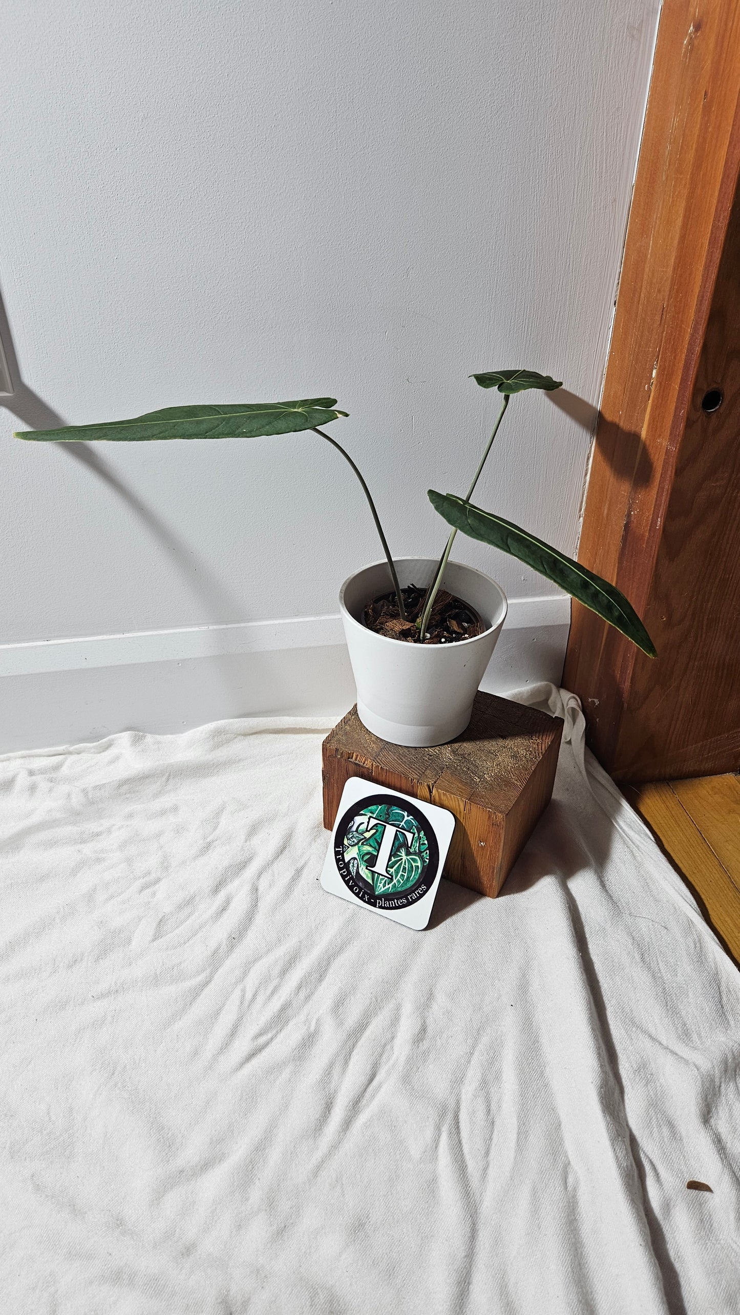 Anthurium Marmoratum X Warocqueanum "MEDIUM/LARGE format" (ANT-278)