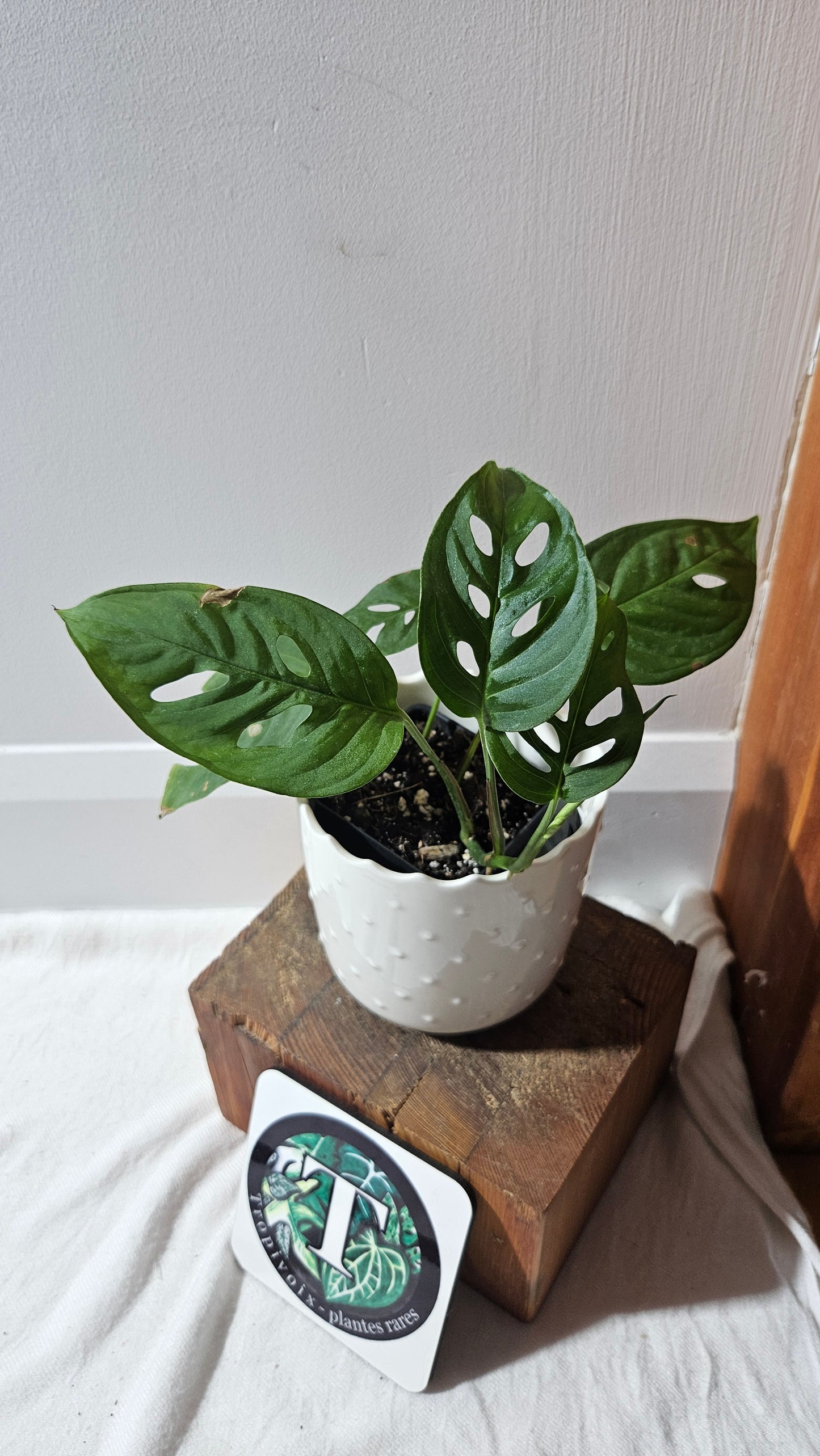 Monstera Obliqua Aff Indanza (MON-434)