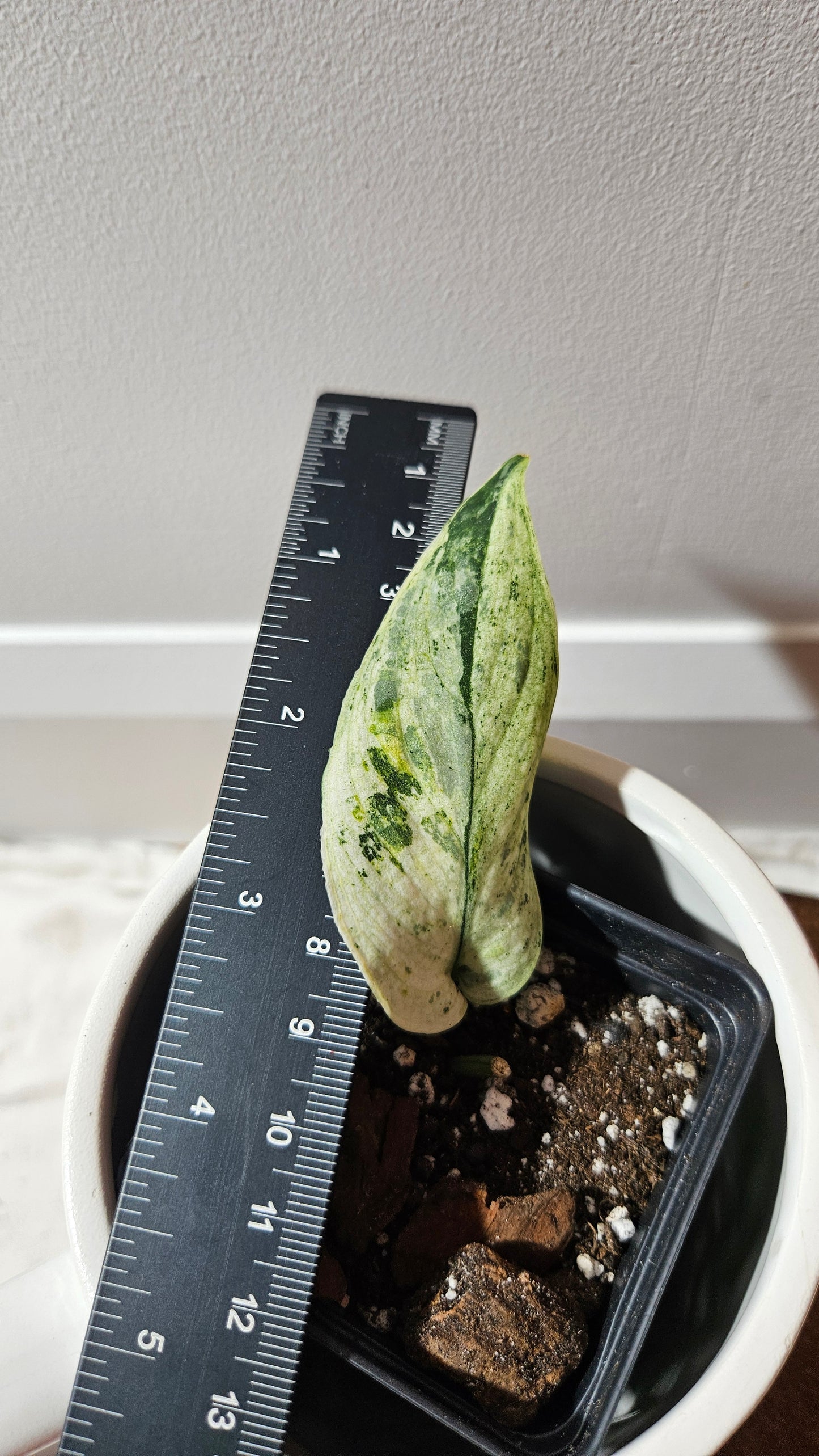 Scindapsus Black Dragon white (SCI-1206)