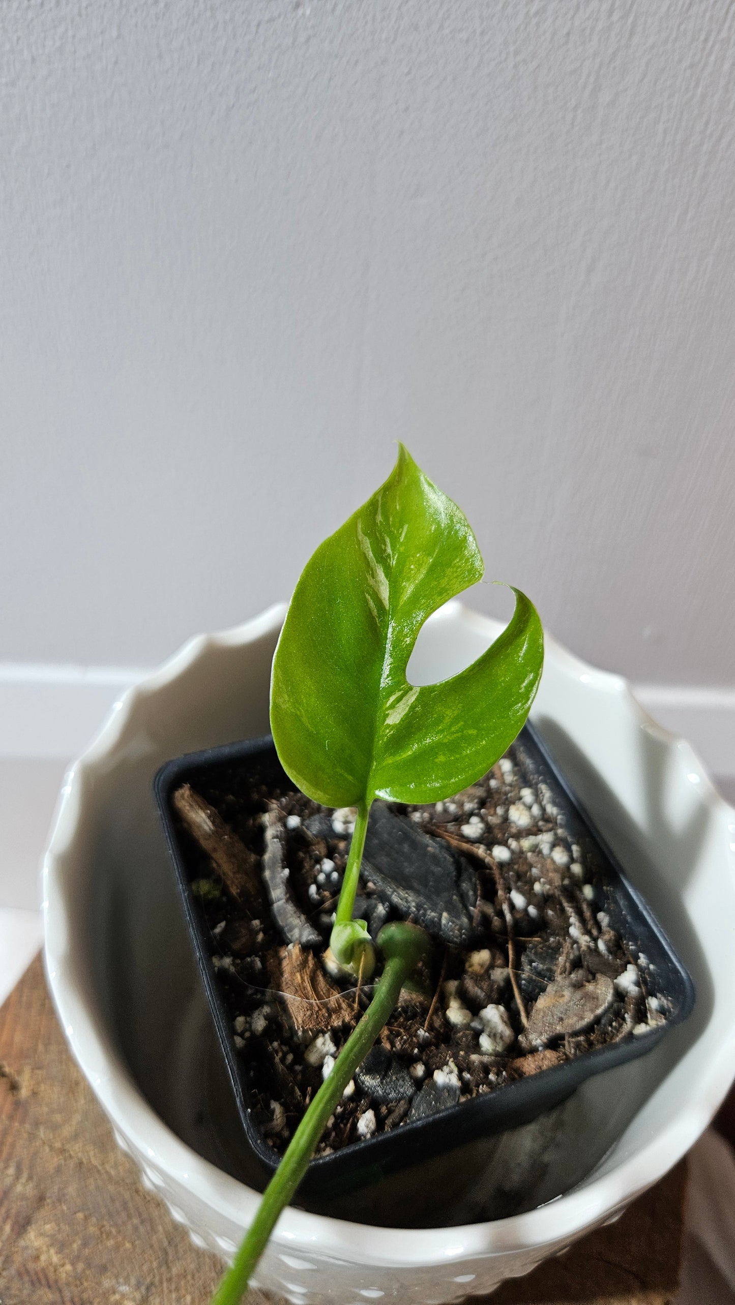 Rhaphidophora Tetrasperma Variegata (AUT-077)