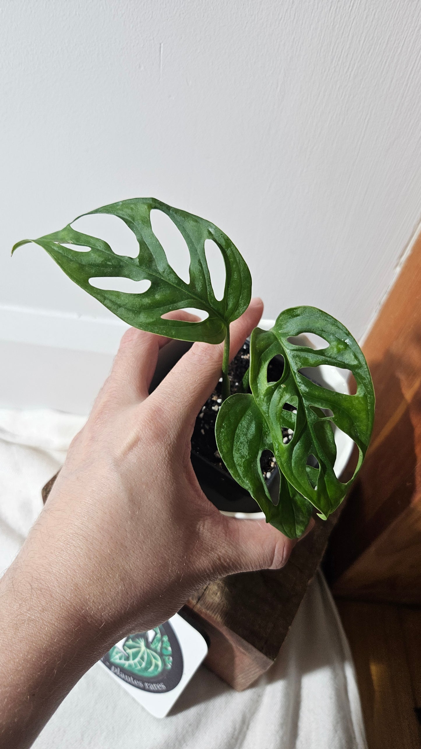 Monstera Acuminata (MON-406)