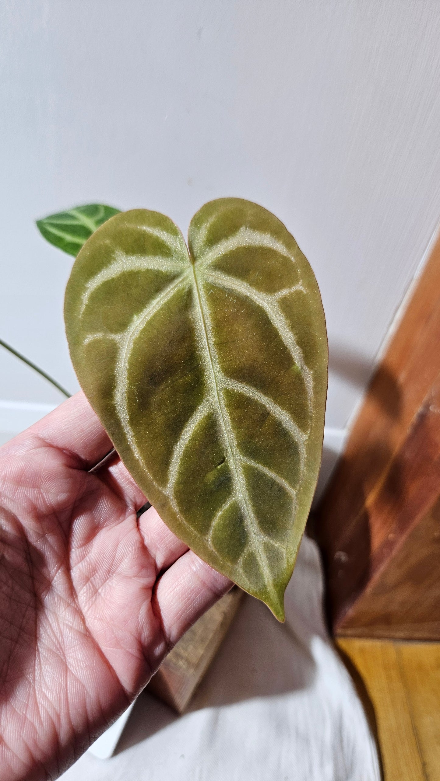 Anthurium Magnificum (équateur) "format MOYEN"(ANT-530)