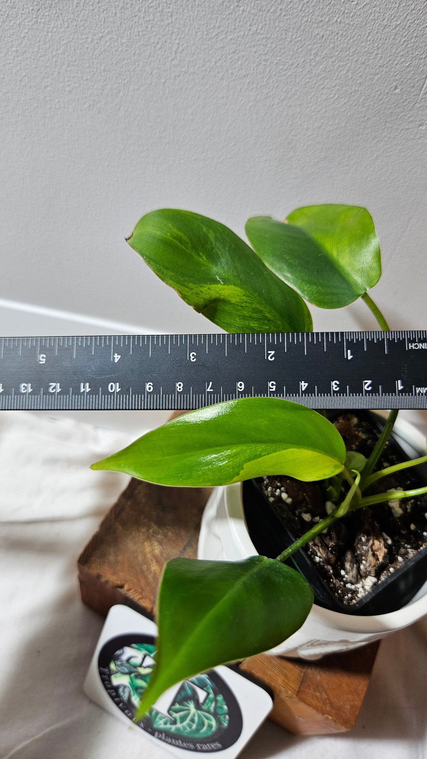 Philodendron Avocado Shake (PHI-917)