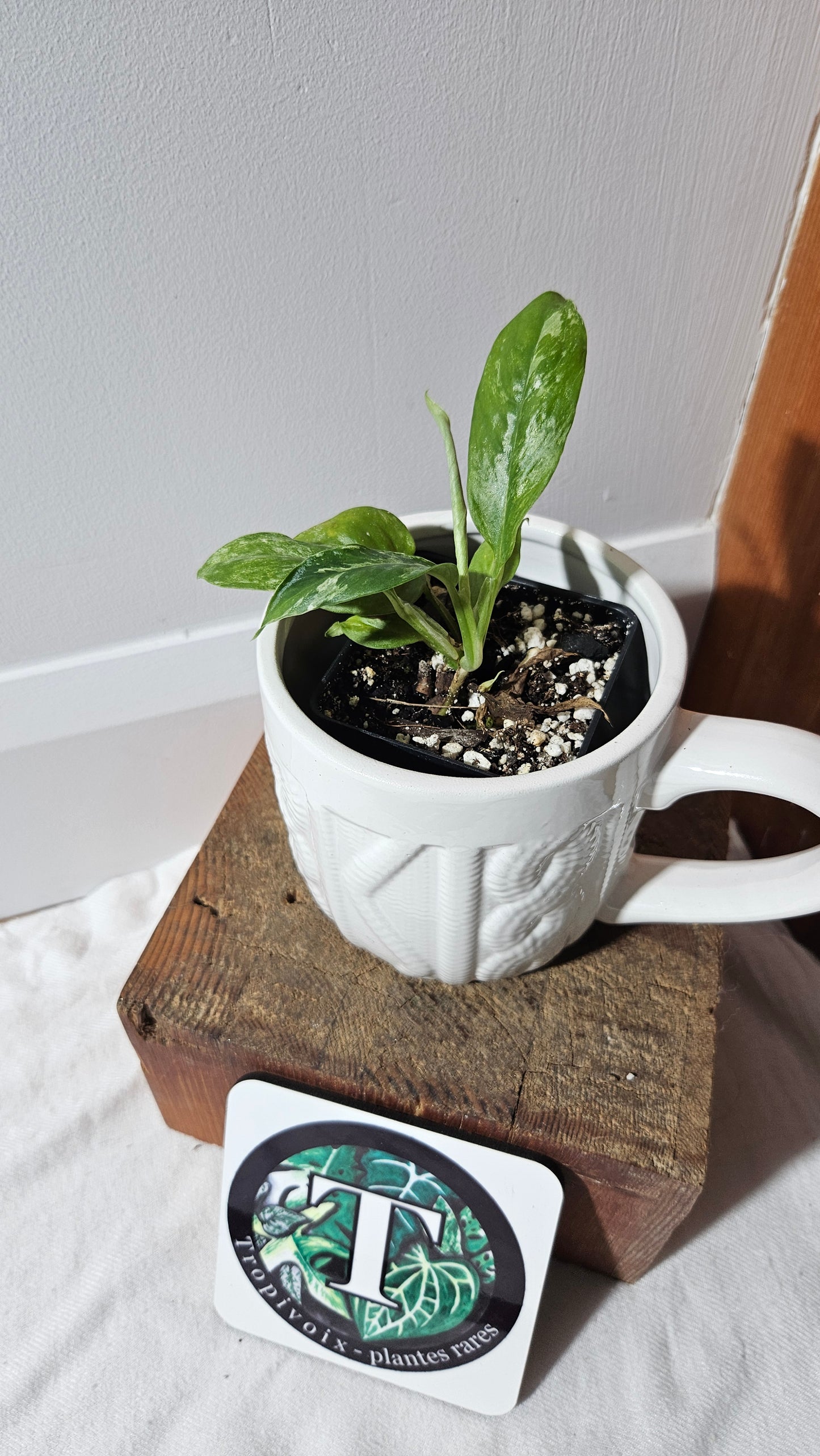 Rhaphidophora Puberula Variegata (AUT-082)