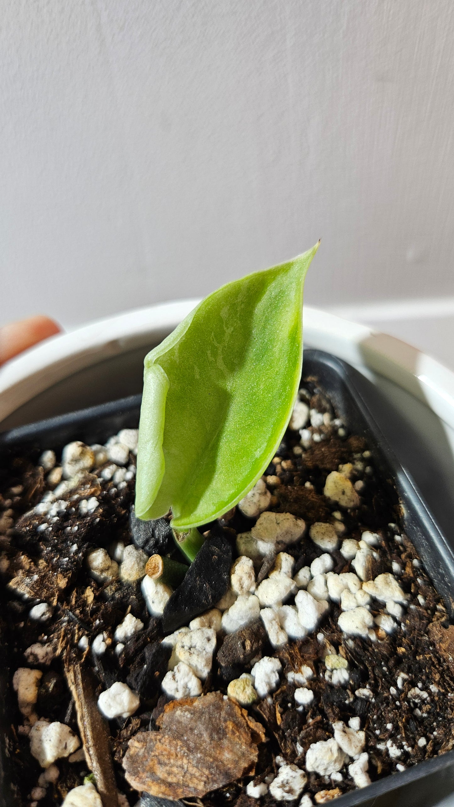 Scindapsus Exotica Sulawesi (SCI-1108)