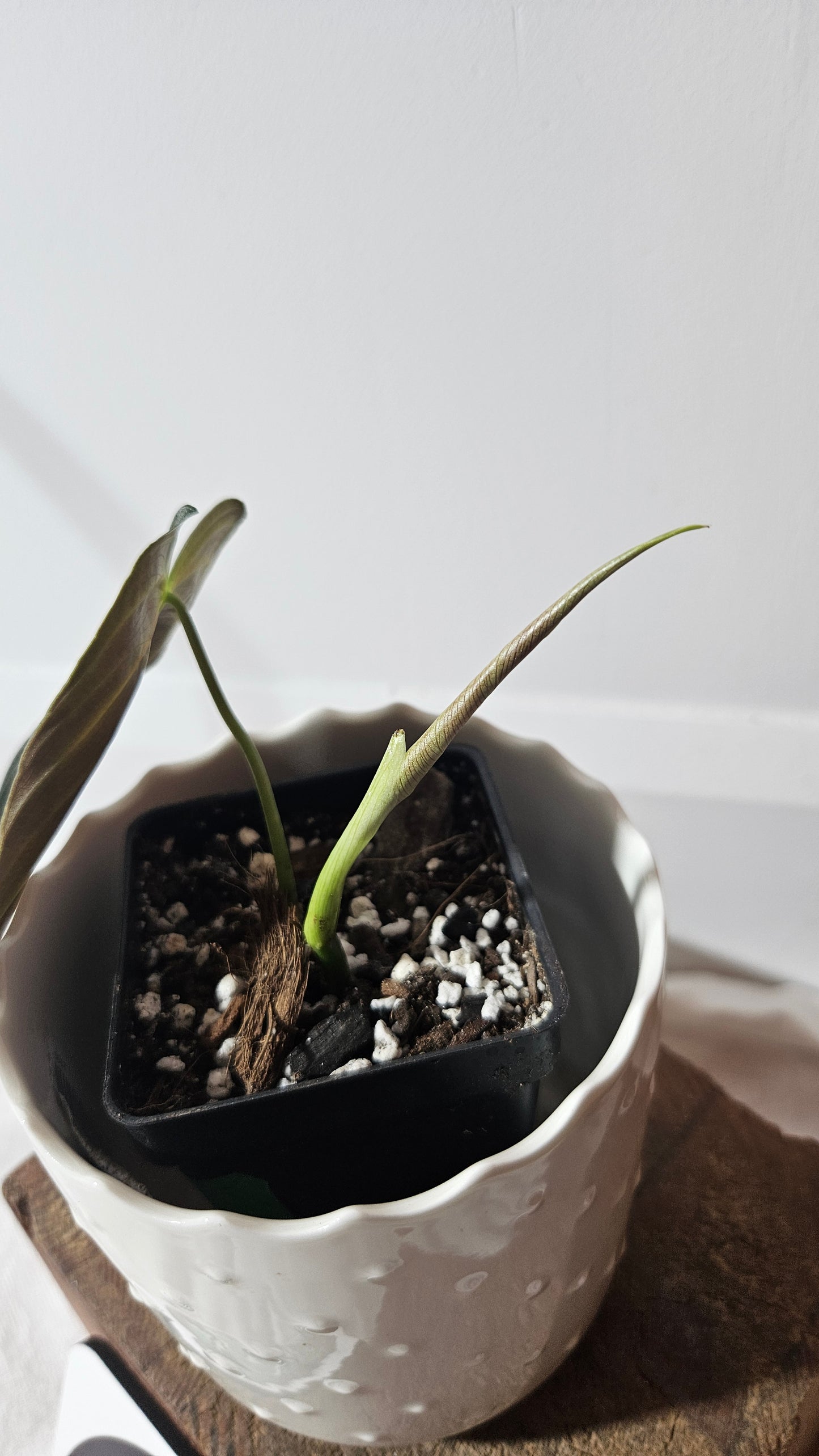 Philodendron Splendide (PHI-798)