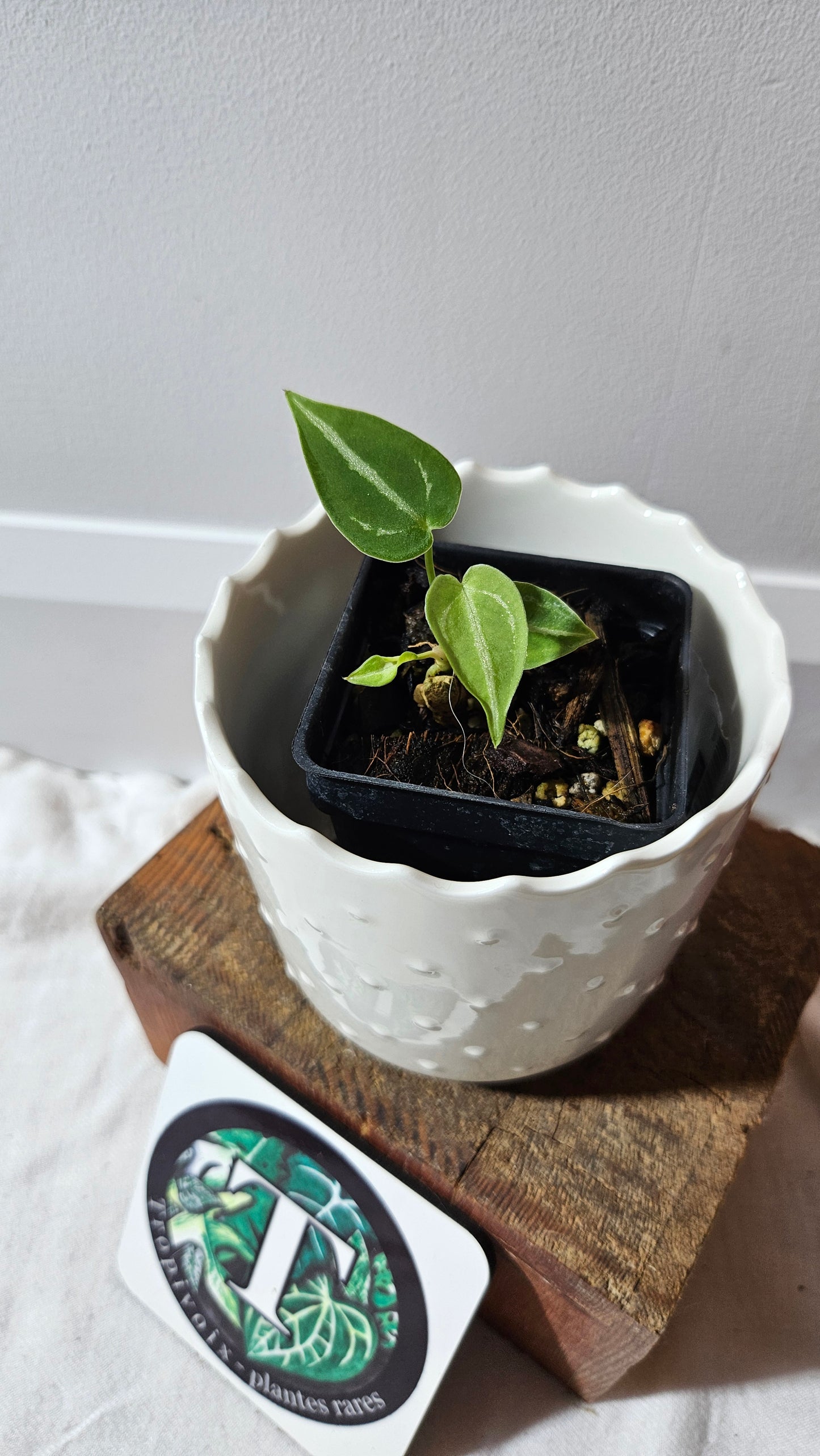 Anthurium Forgetti X Crystallinum Silver "format SEEDLING" (ANT-525)