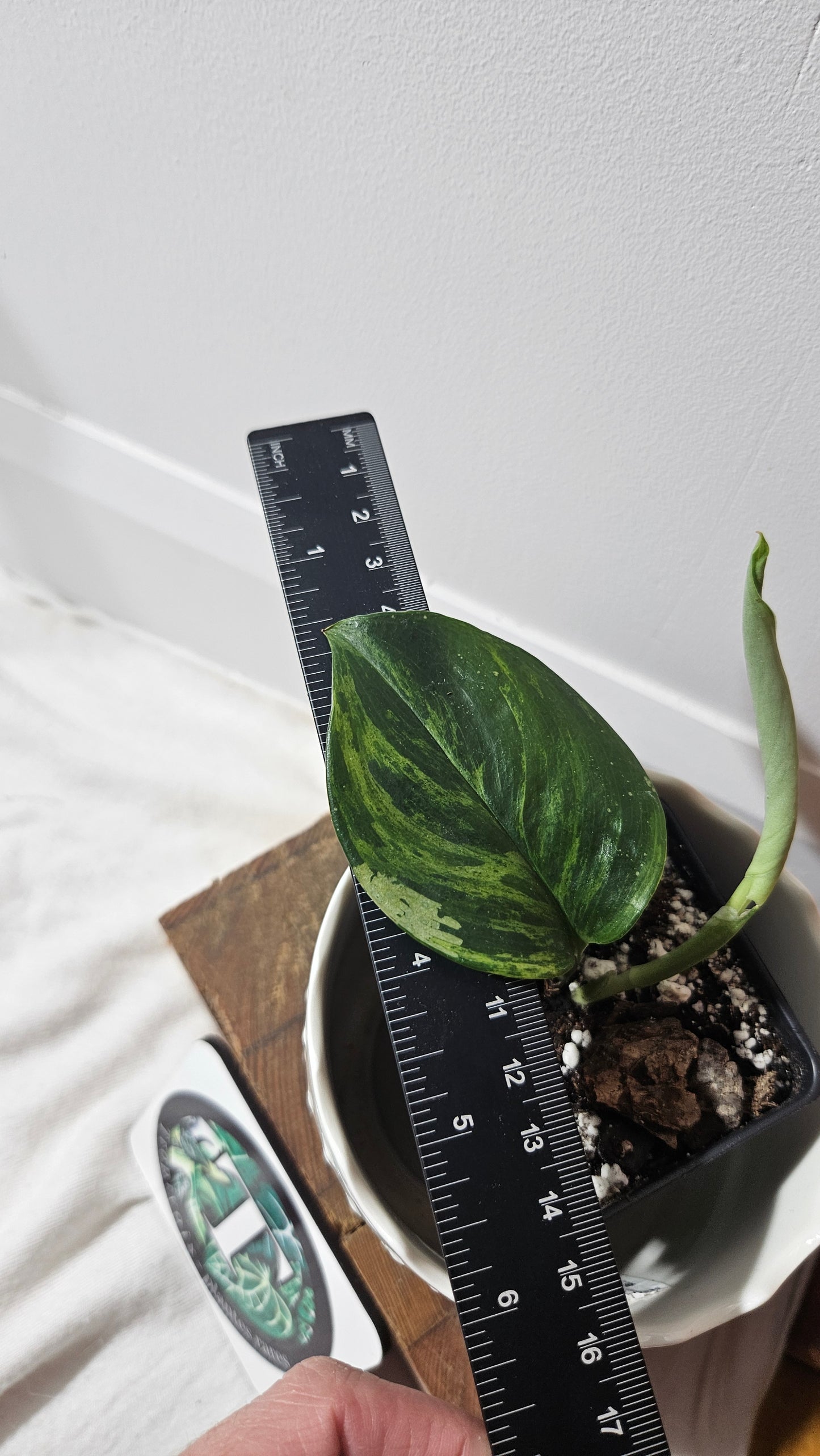 Scindapsus Treubii Moonlight "Green on green" (SCI-805)