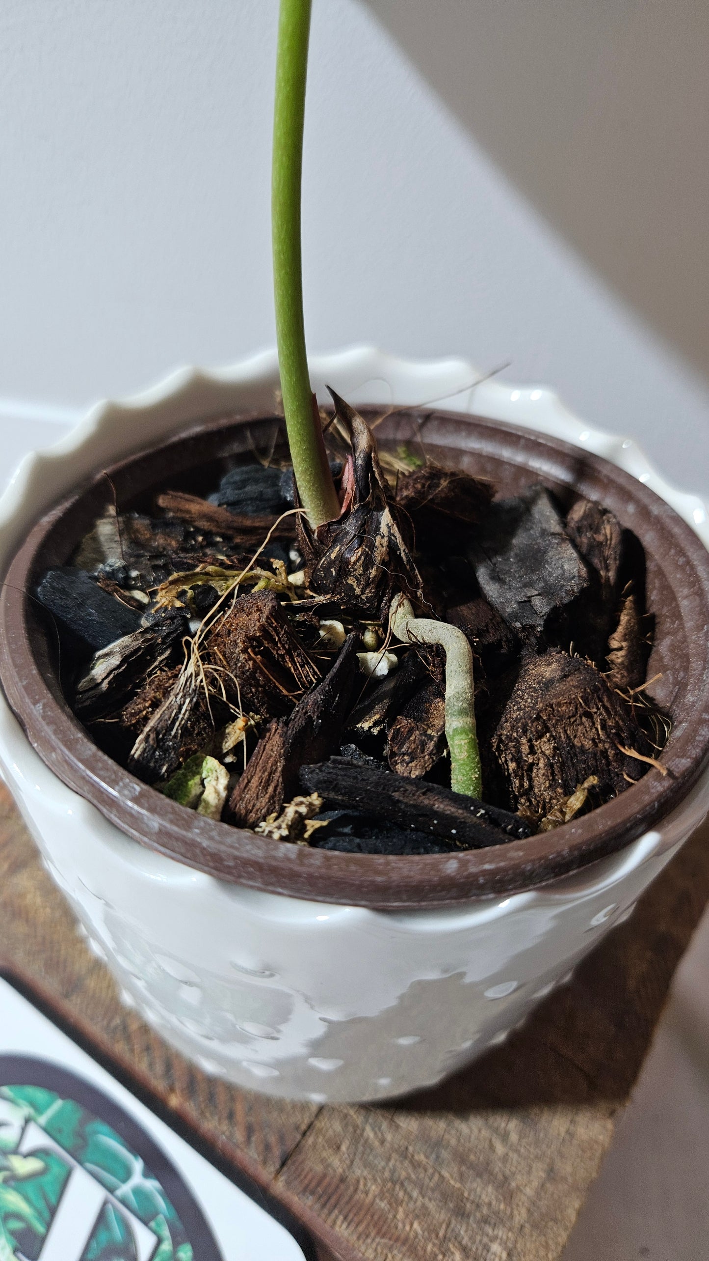 Anthurium Domino Hybrid "format MOYEN" (ANT-521)