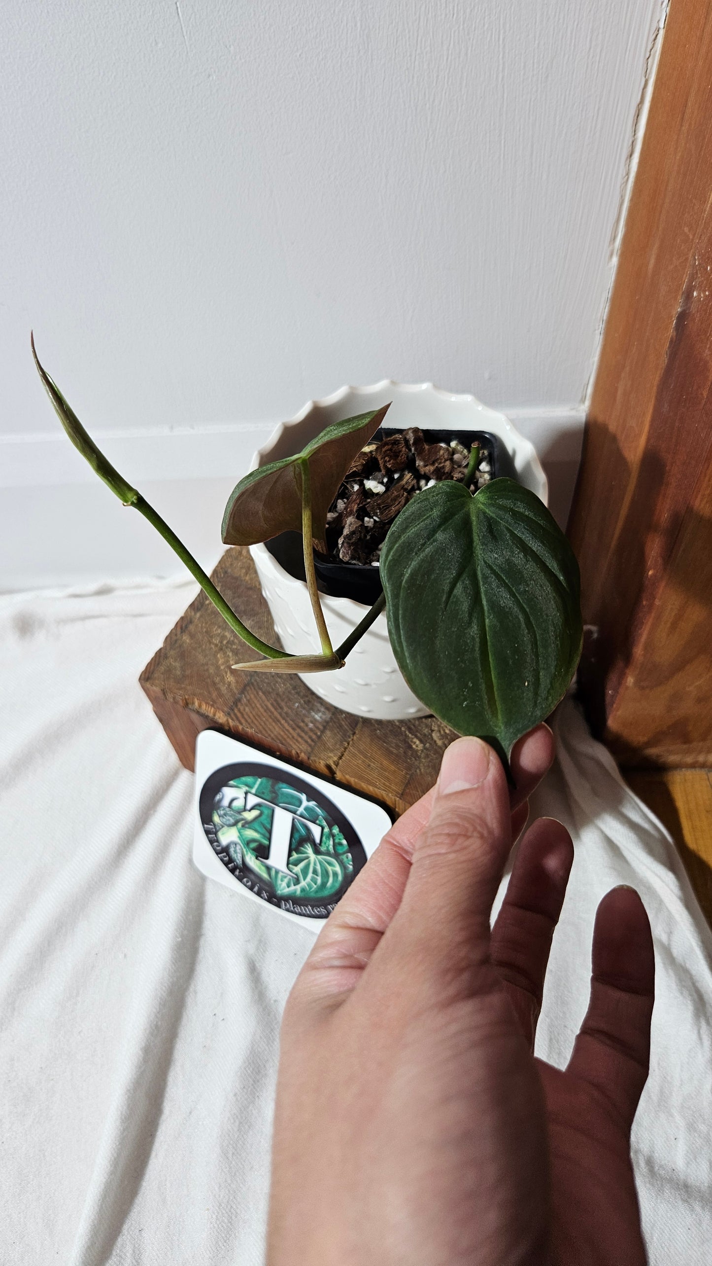 Philodendron Mican Var. REVERT (PHI-845)