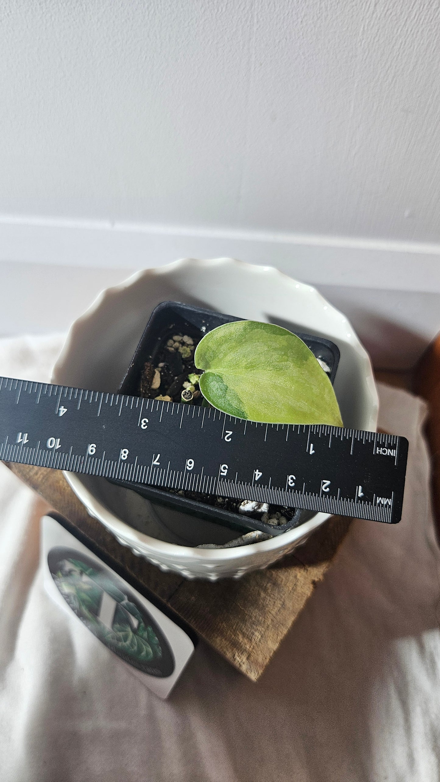Scindapsus Swarnabhumi (SCI-931)