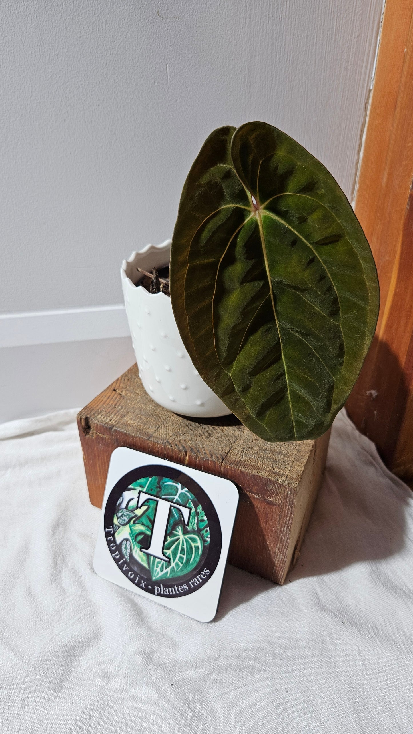 Anthurium Papillilaminum (d'équateur) "format MOYEN" (ANT-440)