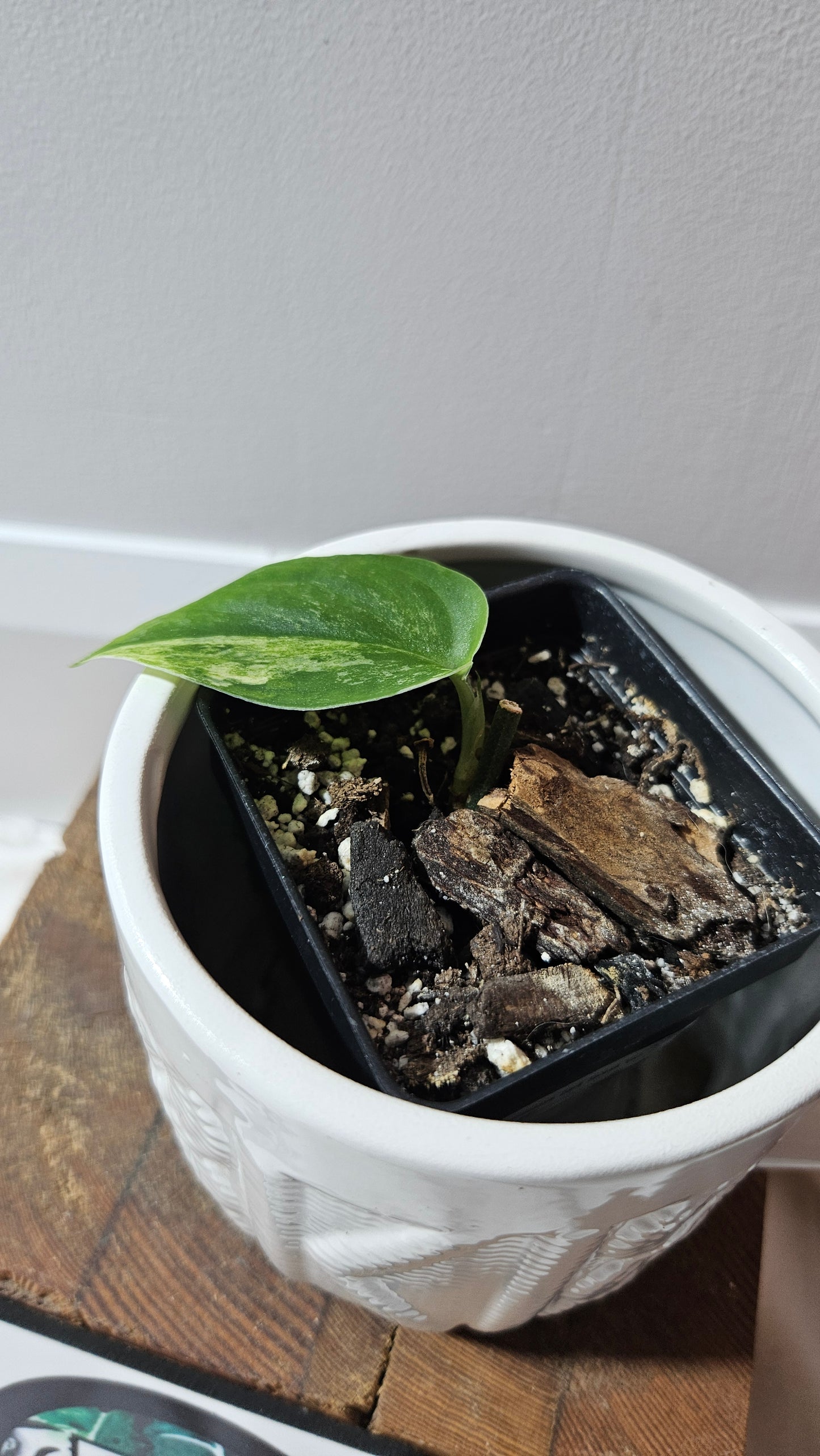 Scindapsus Dark Splash Variegata (SCI-641)