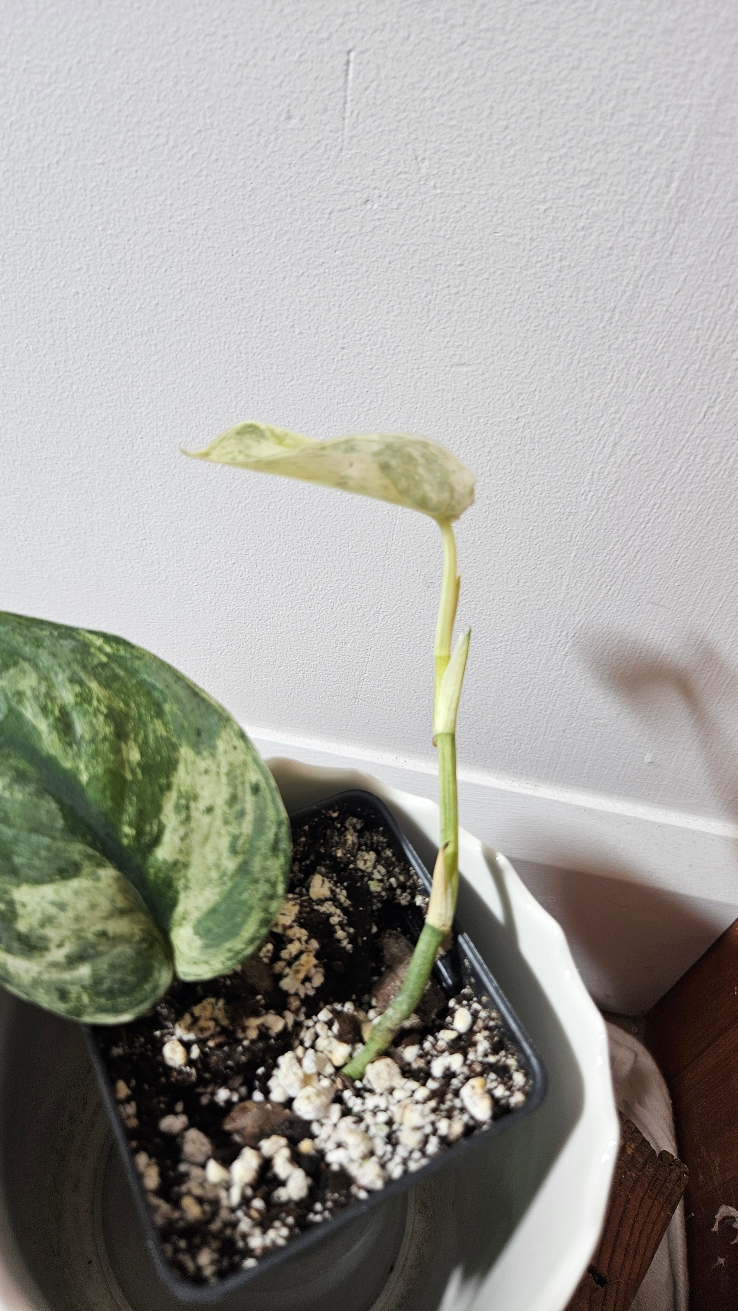 Scindapsus Black Dragon Variegata (SCI-814)