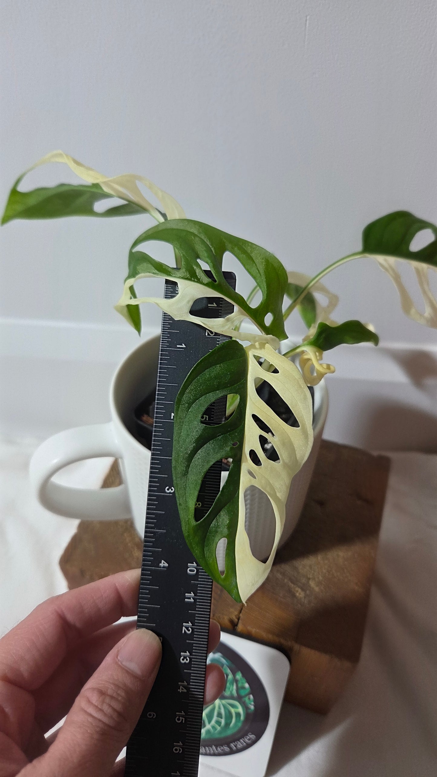 Monstera Andasonii Albo/ Génétique Half&Half (MON-507)