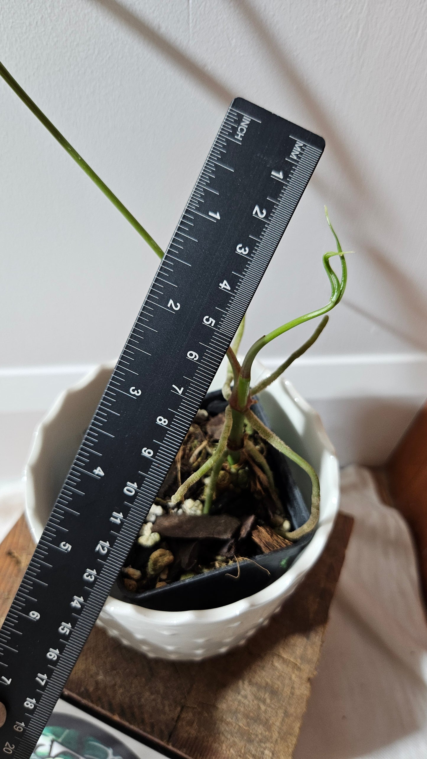 Anthurium Polydactylum "format MOYEN" (ANT-129)