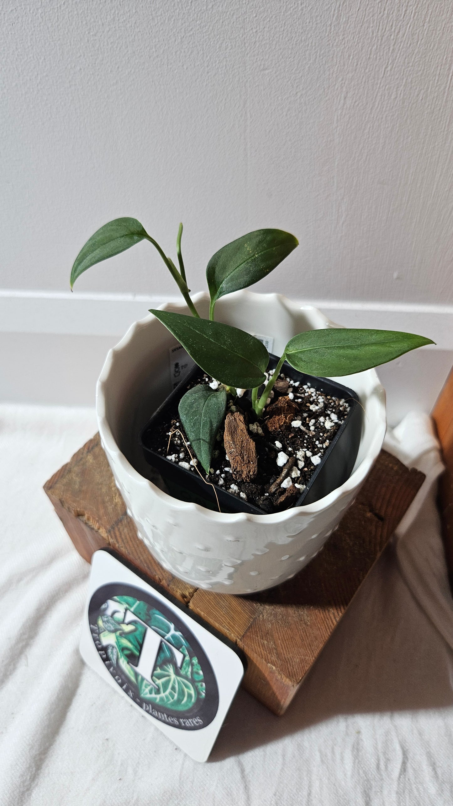 Monstera Obliqua Aff Black (MON-442)