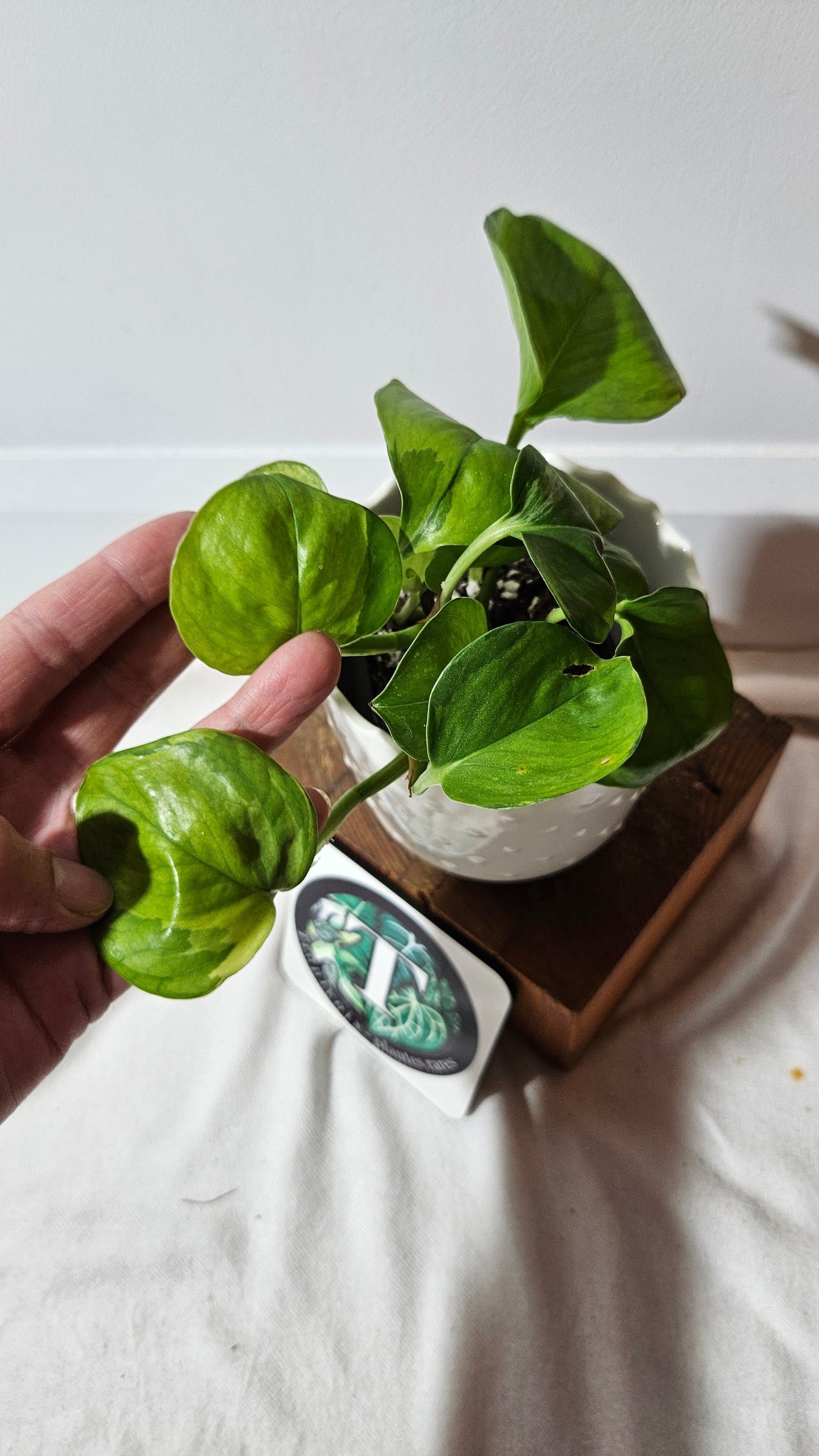 Epipremnum Aureum Manjula yellow/Olivia/Mint (EPI-215)