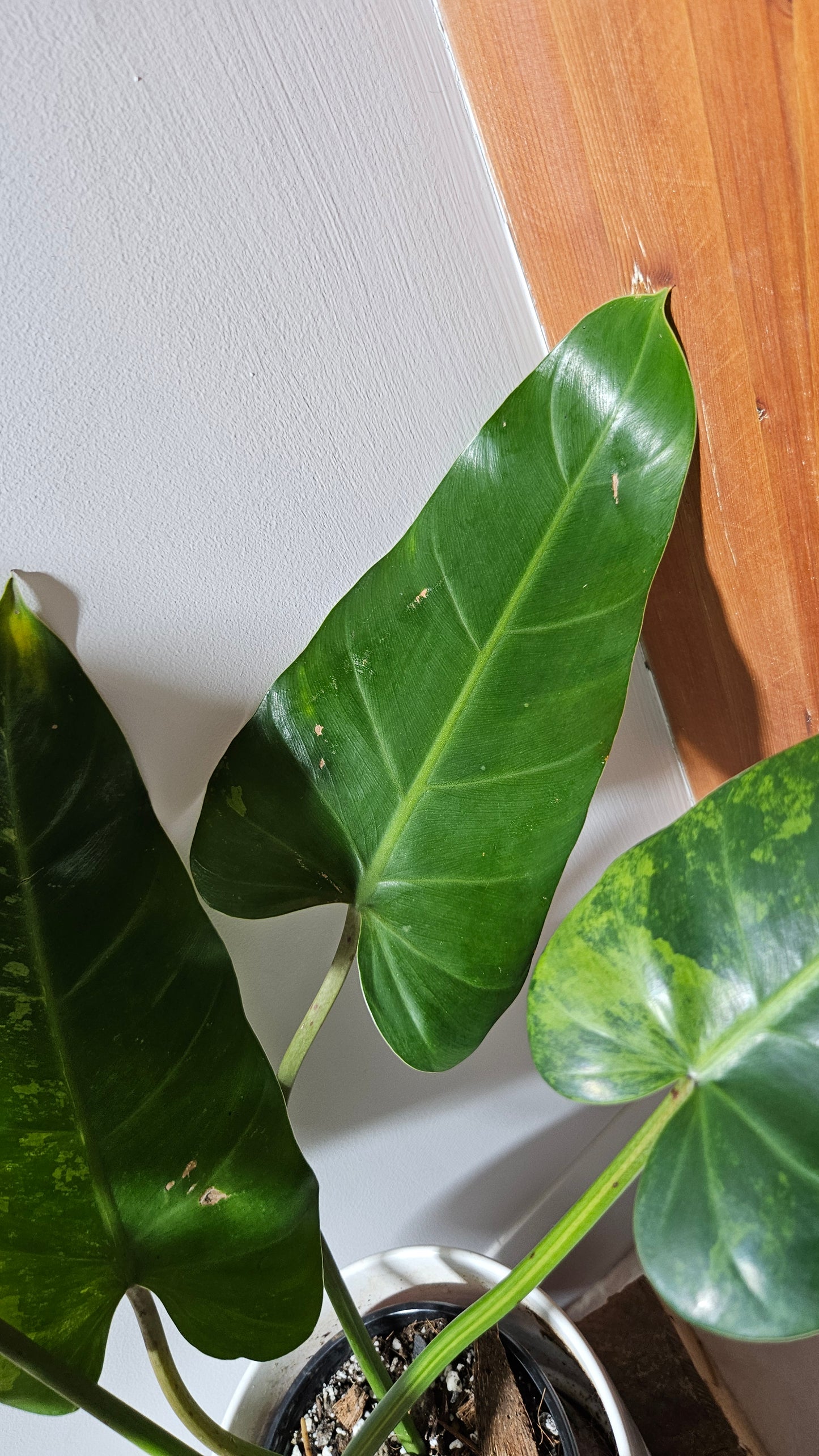 Philodendron whipple Way Variegata (PHI-896)