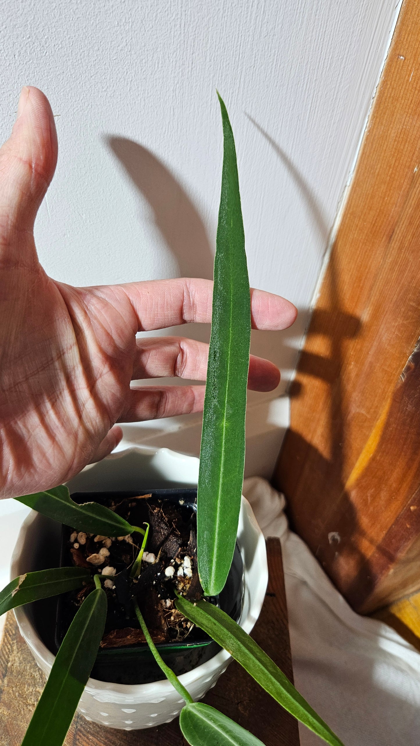 Anthurium Pallidiflorum Narrow "format MOYEN"(ANT-421)