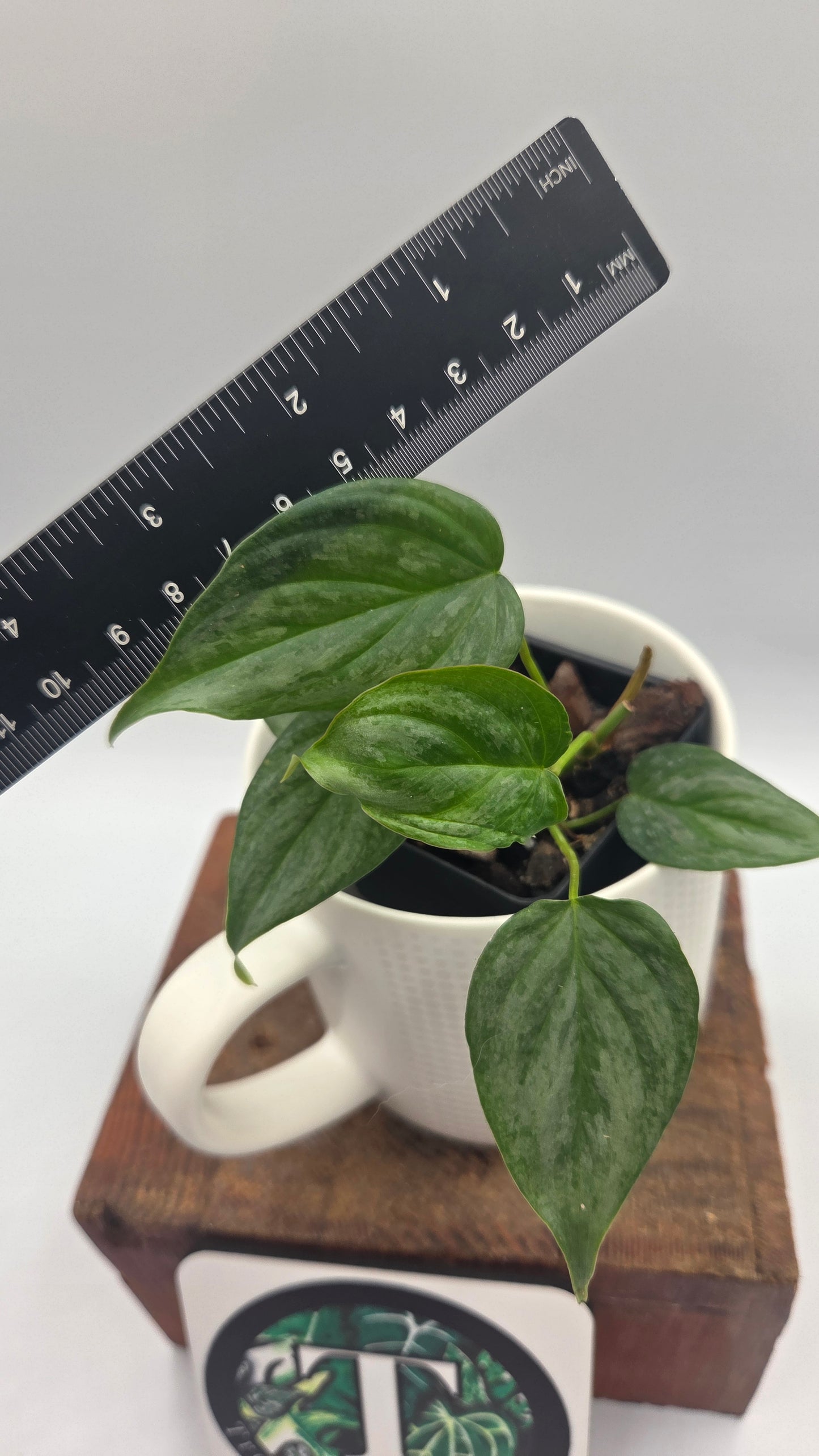 Philodendron Majestic (PHI-1083)