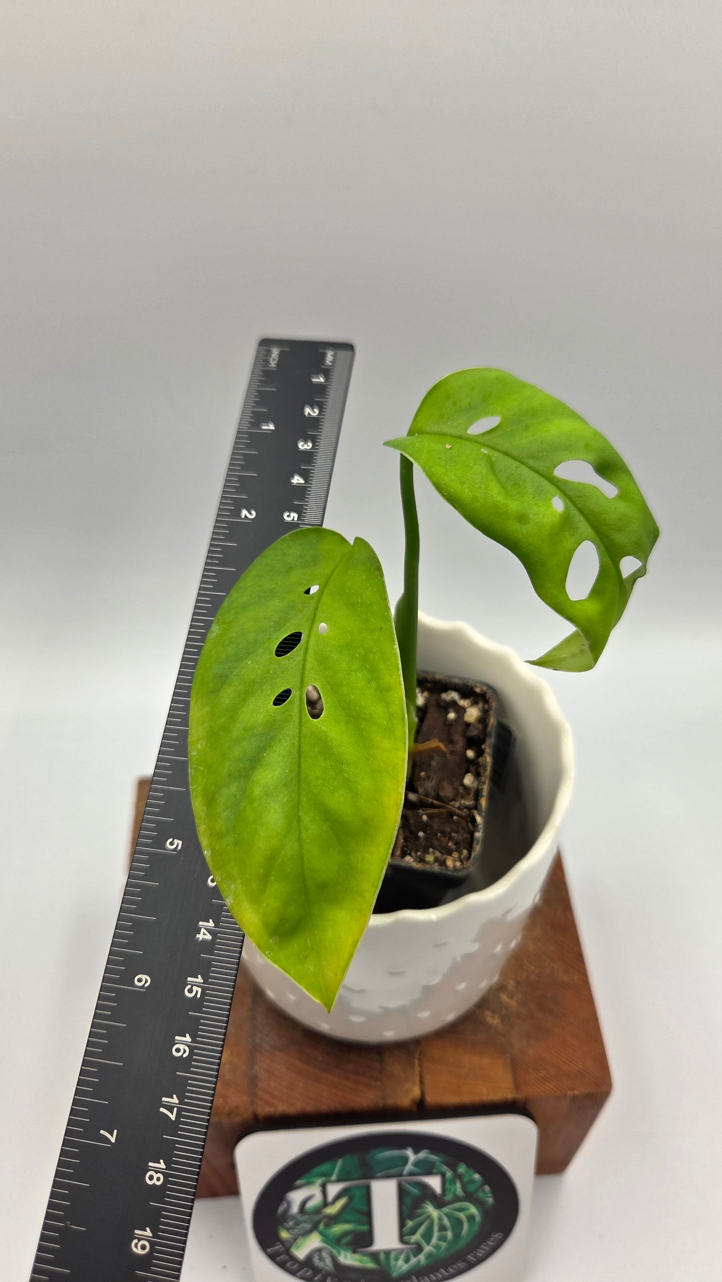 Monstera Esqueletto (MON-544)