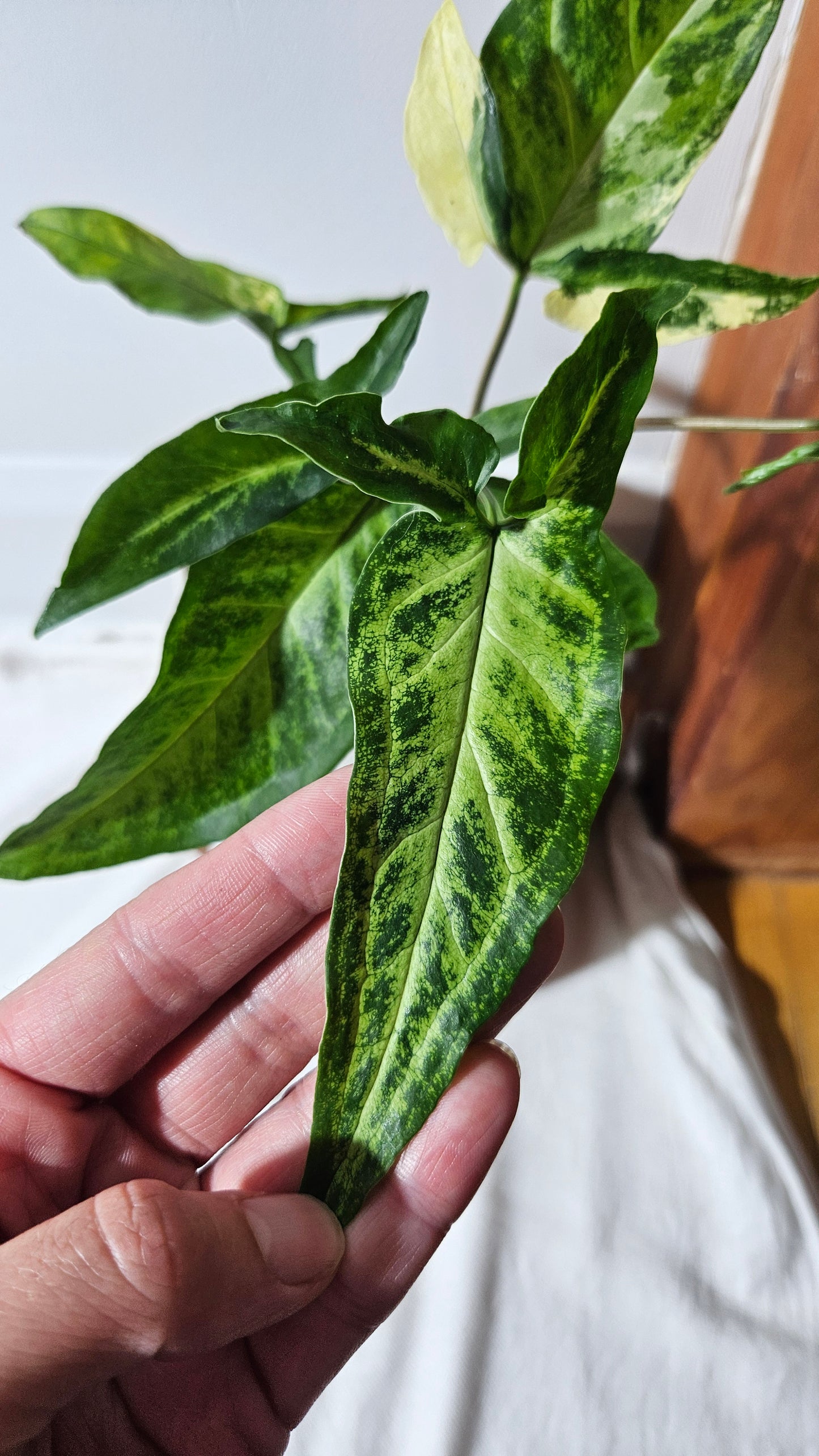 Syngonium Angustatum Albo (SYN-136)
