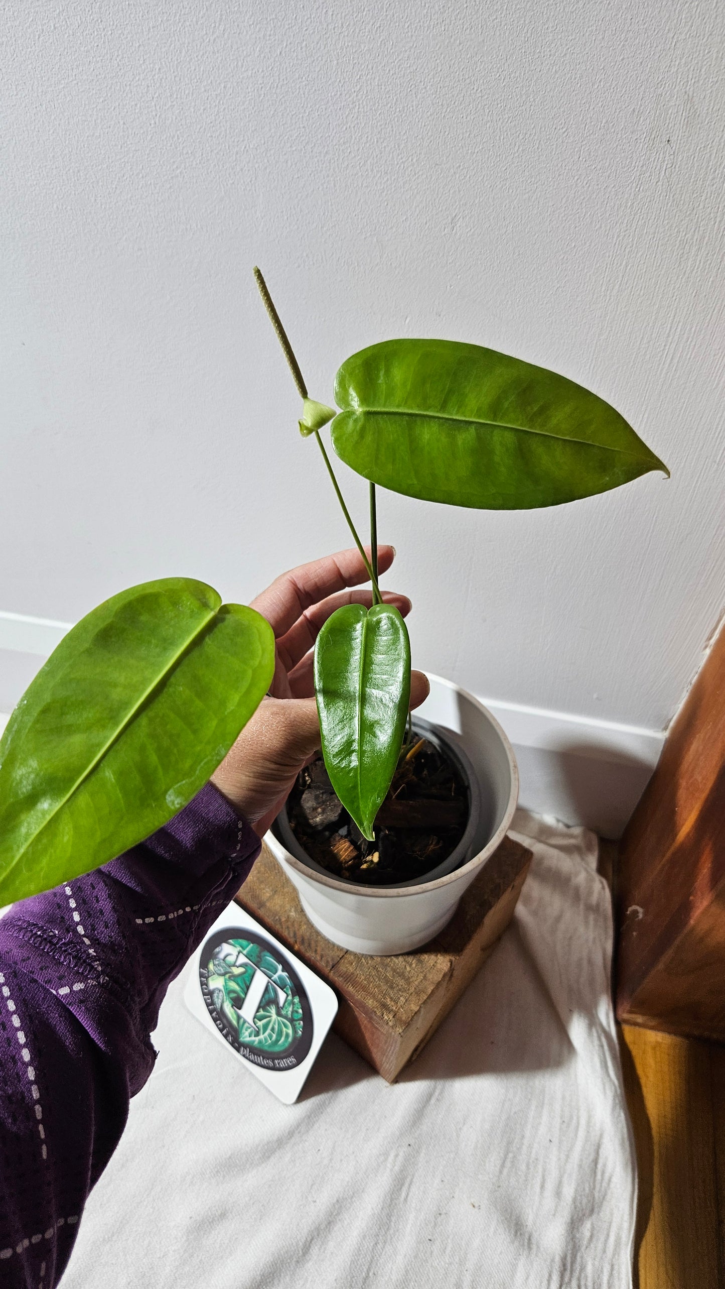 Anthurium Timplowmanii "format MOYEN" (ANT-482)