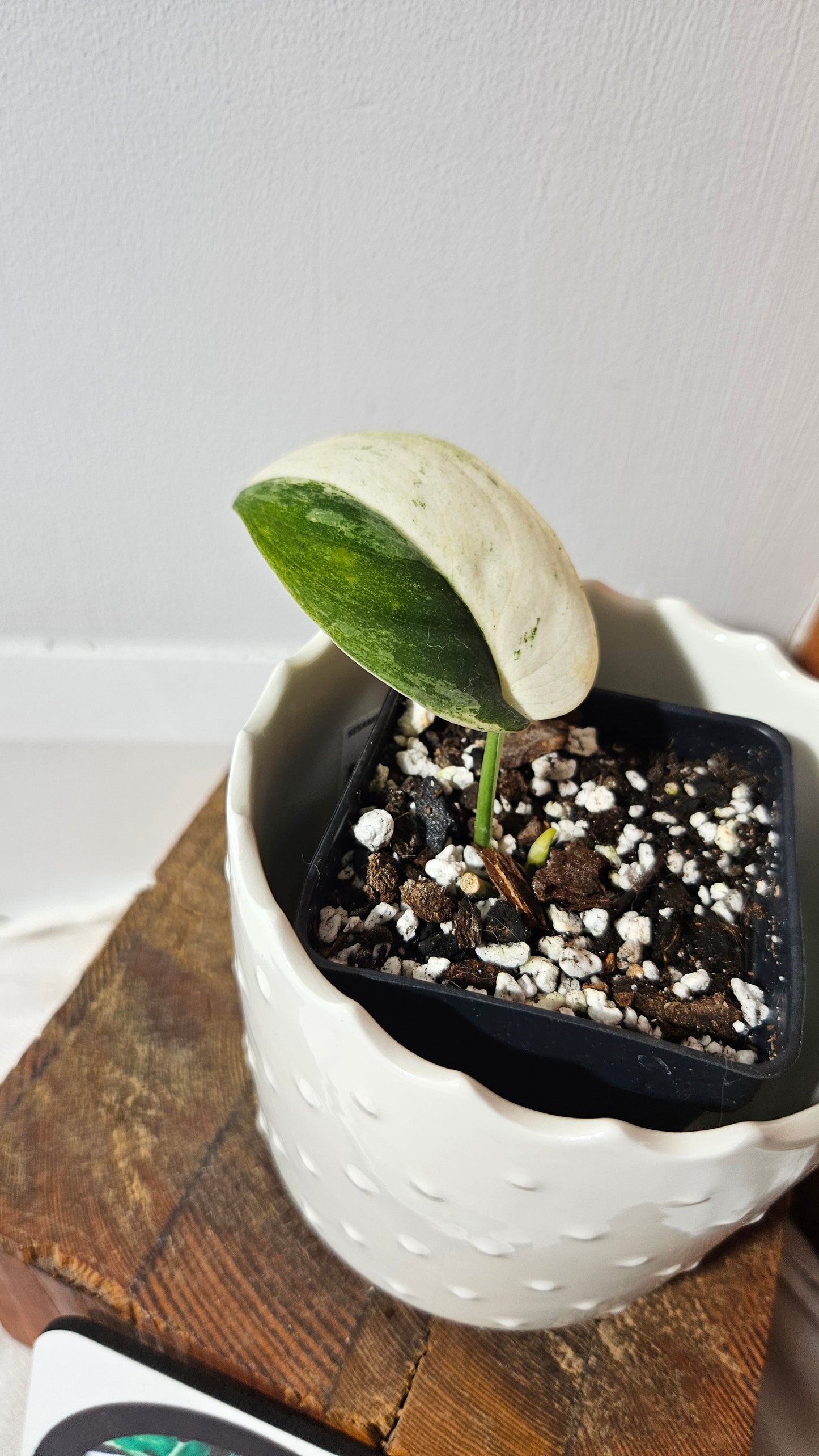 Scindapsus Silver Splash "Halfmoon" Variegata (SCI-1032)