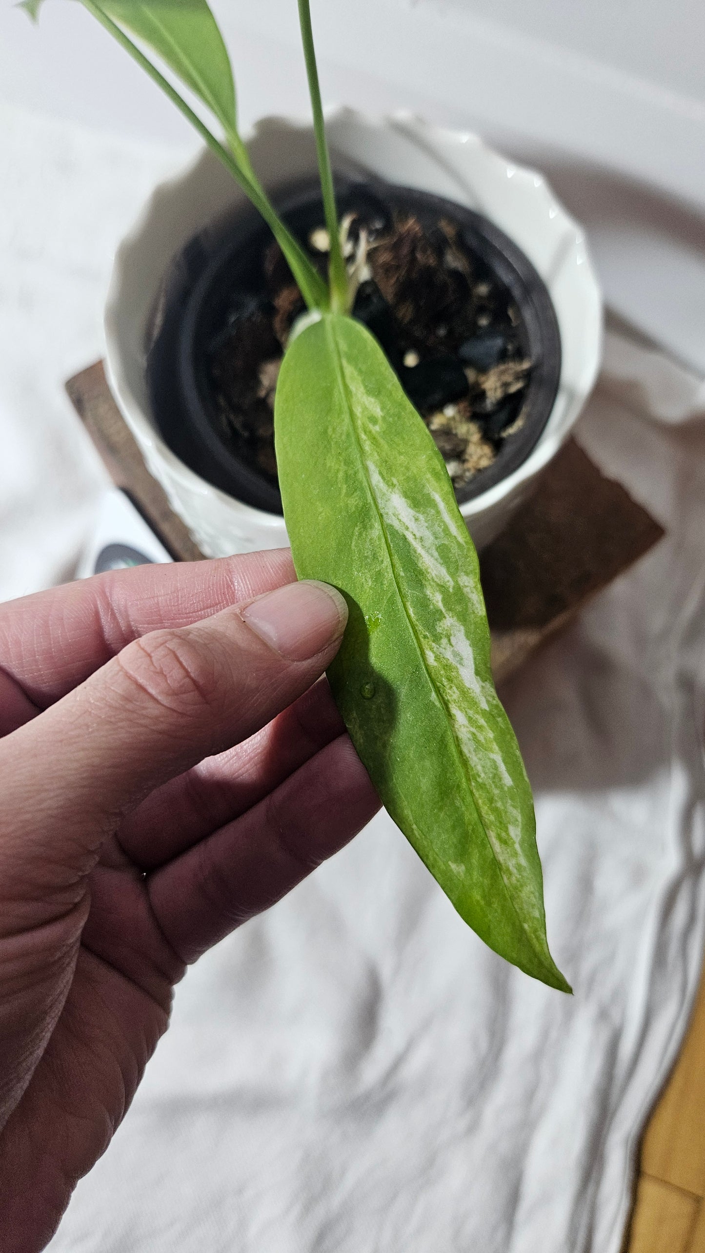 Anthurium Vittarifolium Variegata "format MOYEN"(ANT-308)