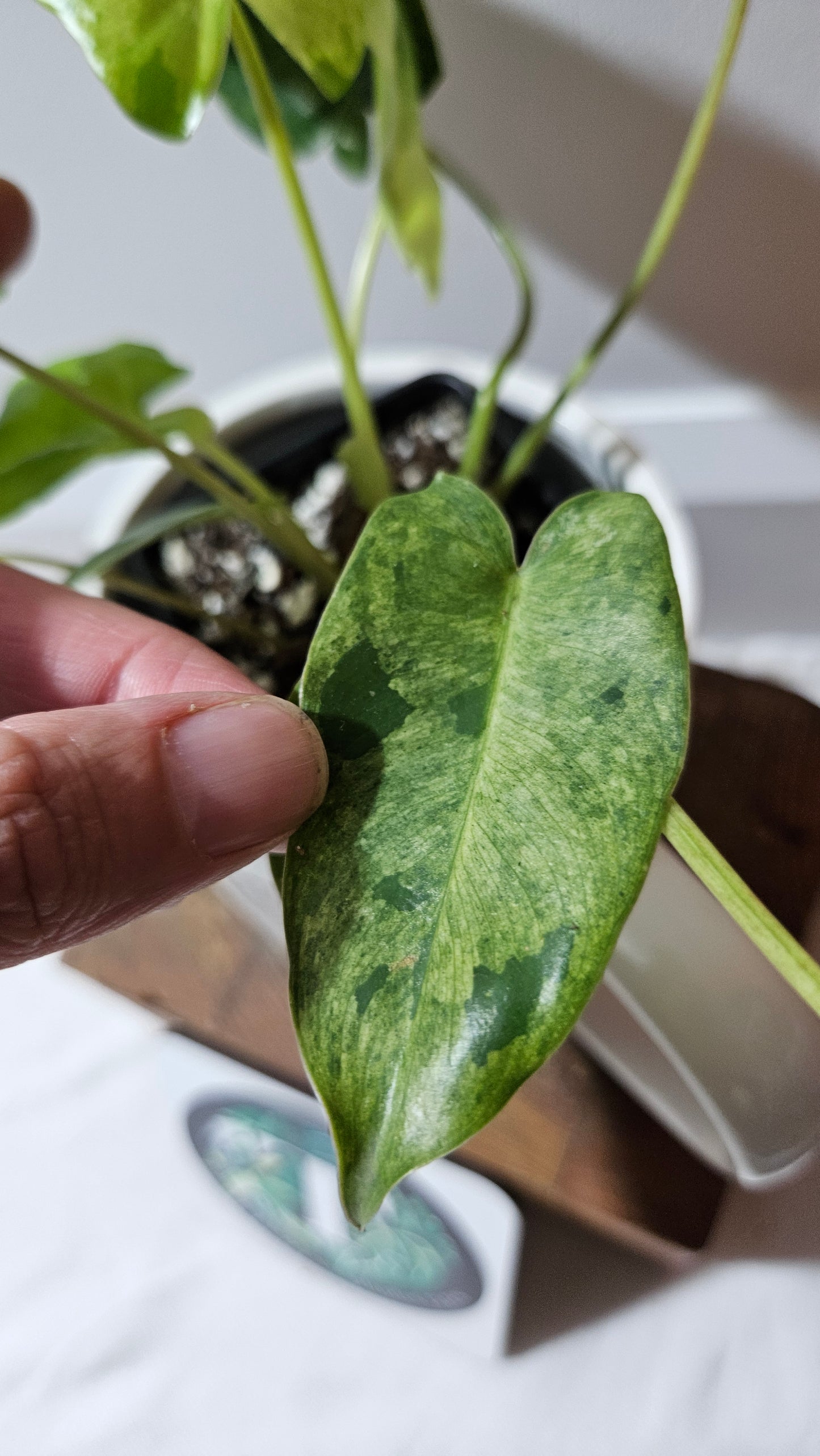 Philodendron BurleMarx Variegata X Paraiso Verde (PHI-913)