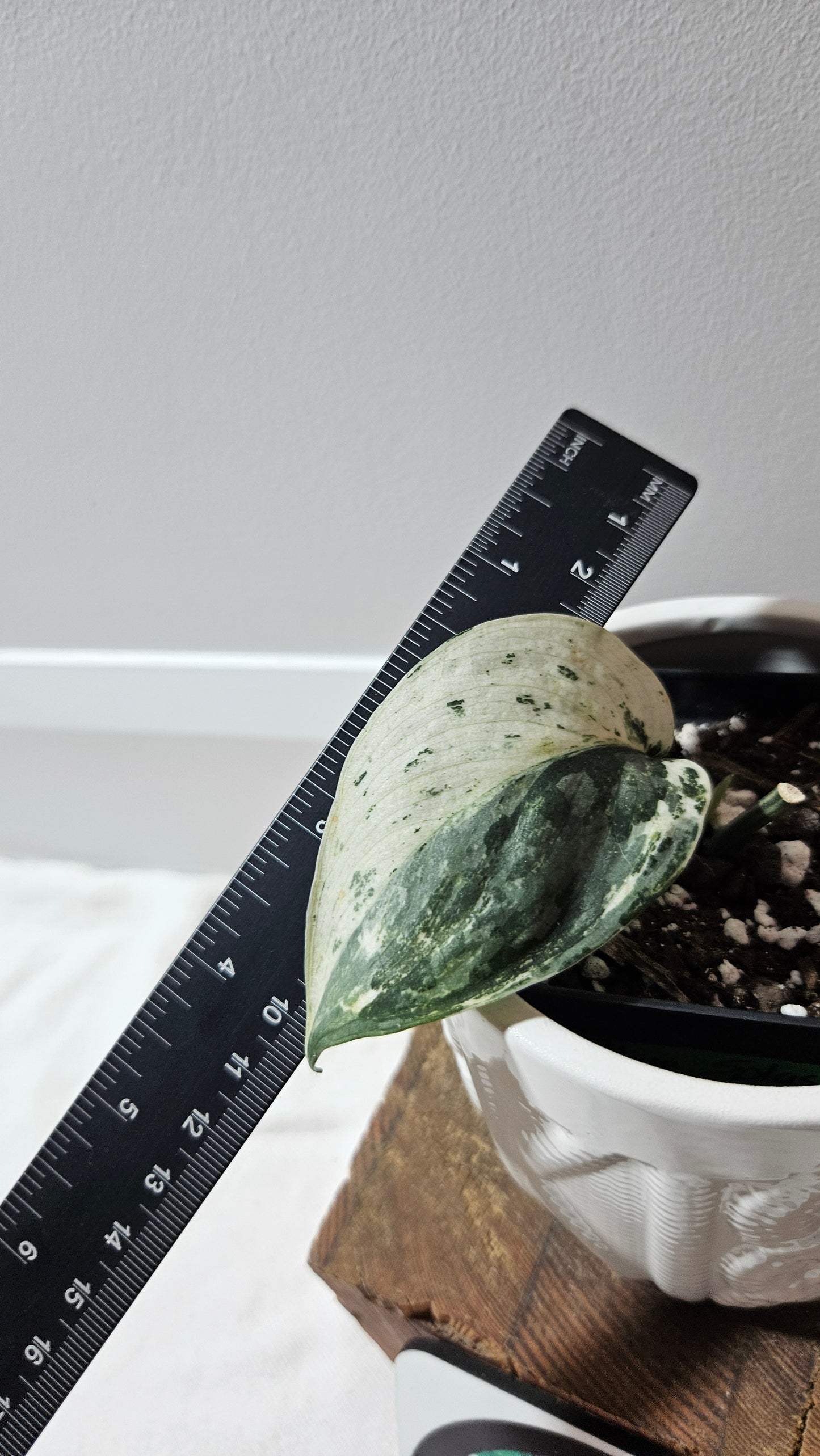 Scindapsus Blue Splash Variegata (SCI-1235)