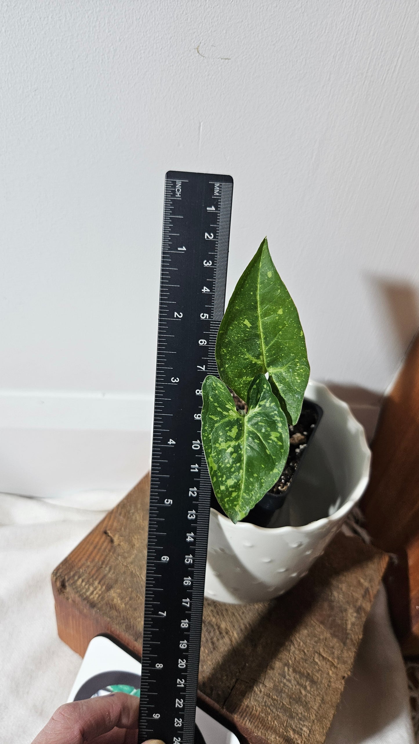 Syngonium Panda Galaxy (SYN-250)