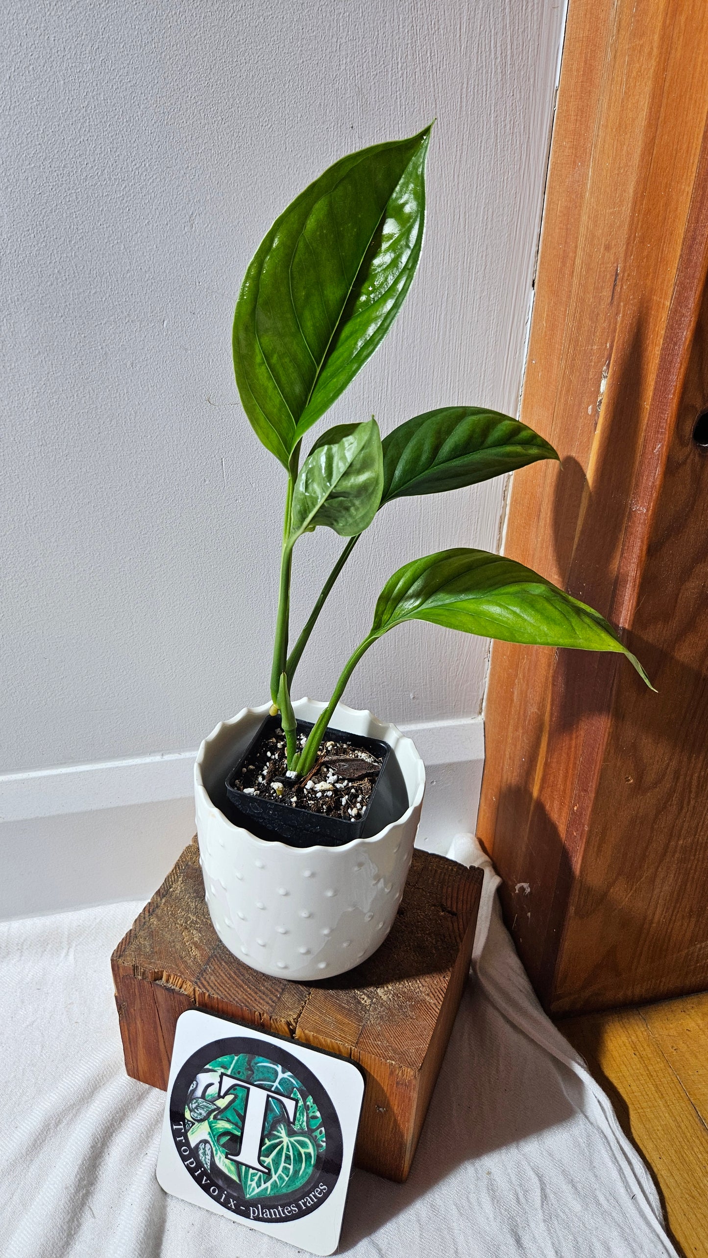 Monstera Obliqua Aff Calacali (MON-445)