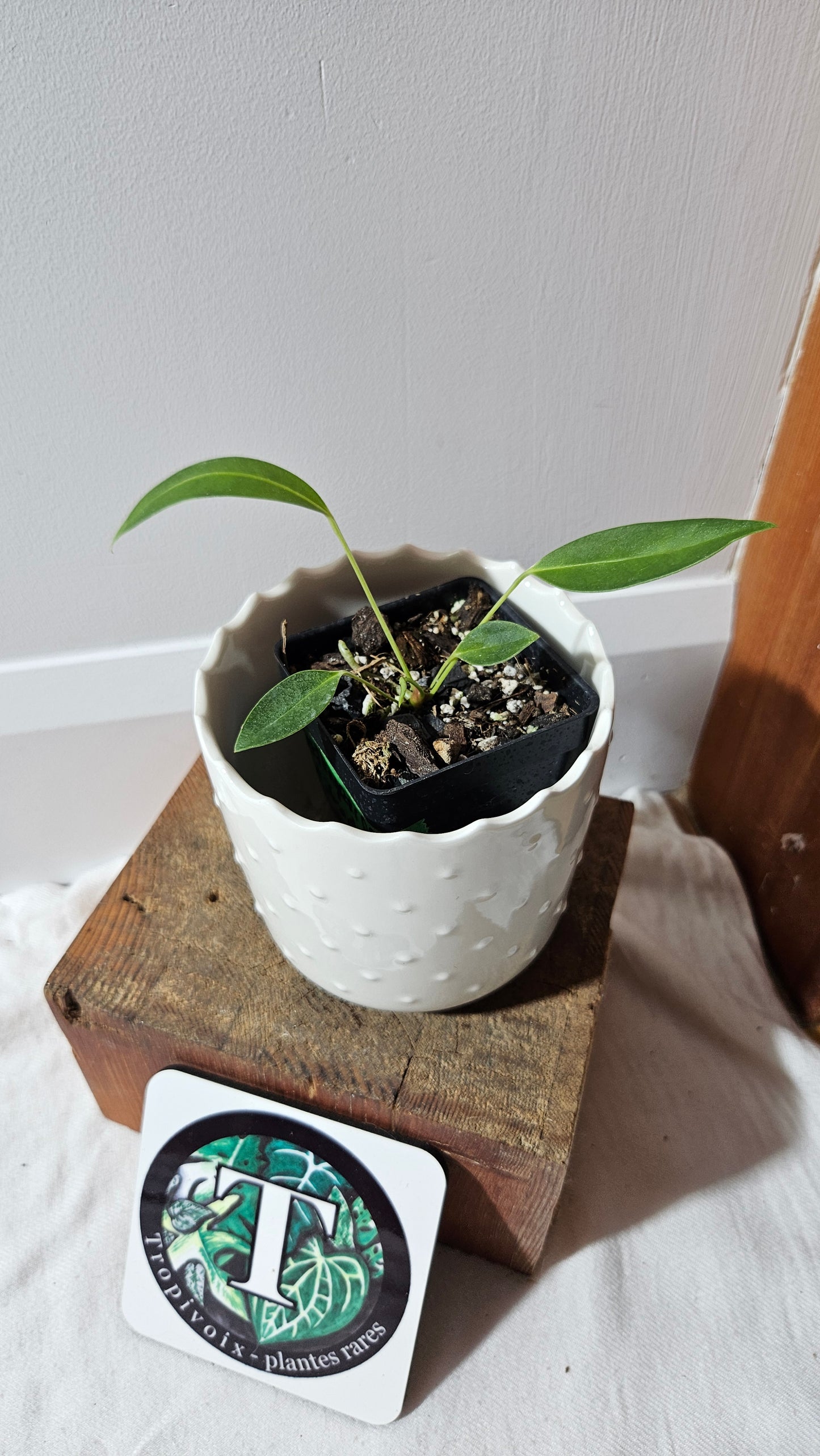 Anthurium Wendlingeri Aff "format PETIT" (ANT-535)