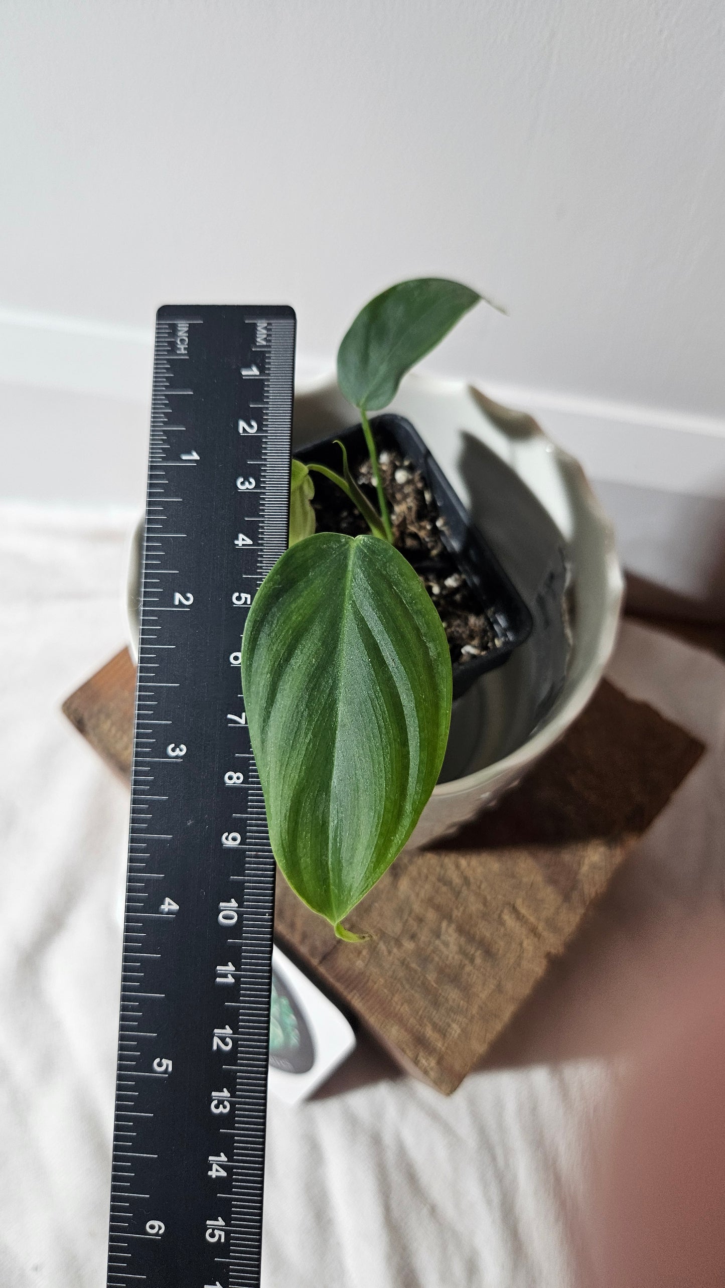 Philodendron Tenue (PHI-769)